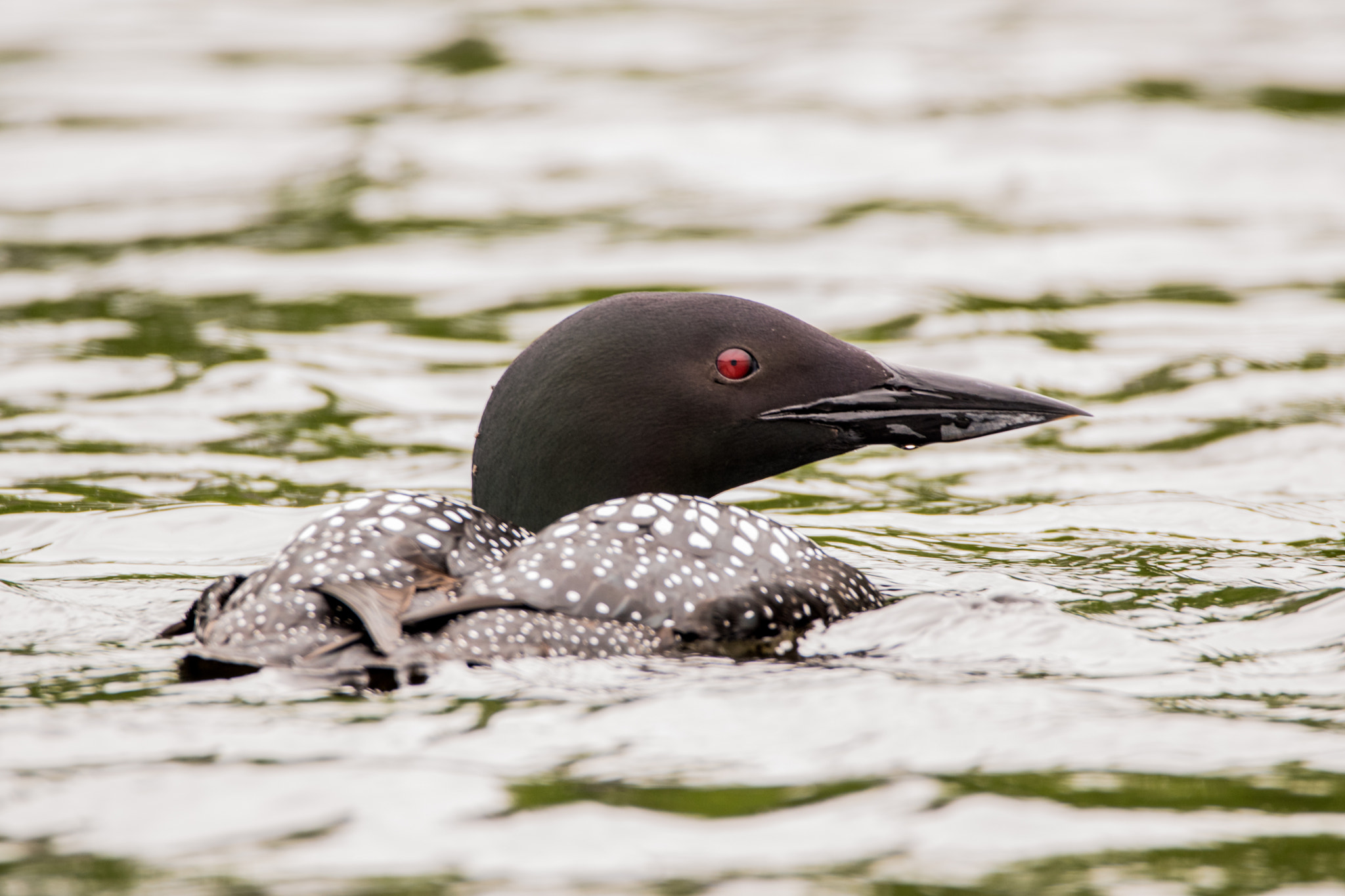 Sigma 150-600mm F5-6.3 DG OS HSM | C sample photo. Our loon photography