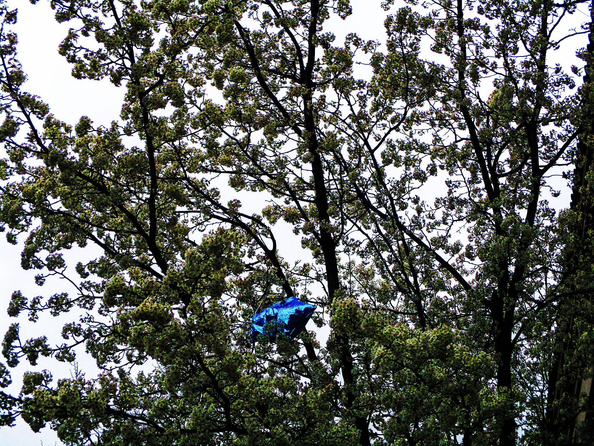Canon PowerShot ELPH 160 (IXUS 160 / IXY 150) sample photo. Blue balloon photography