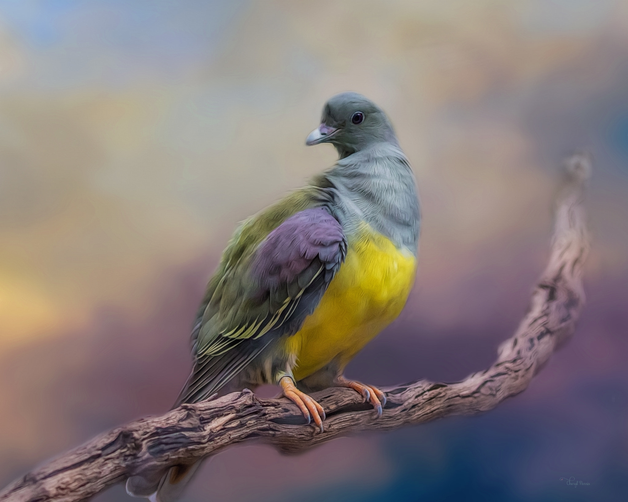 Canon EF 100-400mm F4.5-5.6L IS II USM sample photo. Bruce's green pigeon photography