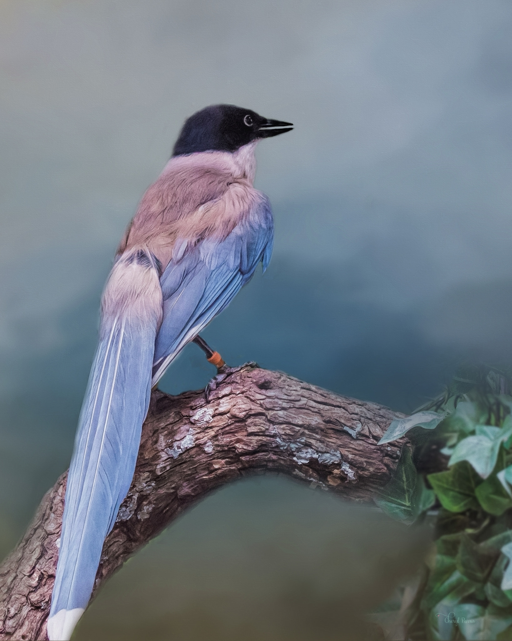 Canon EOS 70D + Canon EF 100-400mm F4.5-5.6L IS II USM sample photo. Tropical bird photography