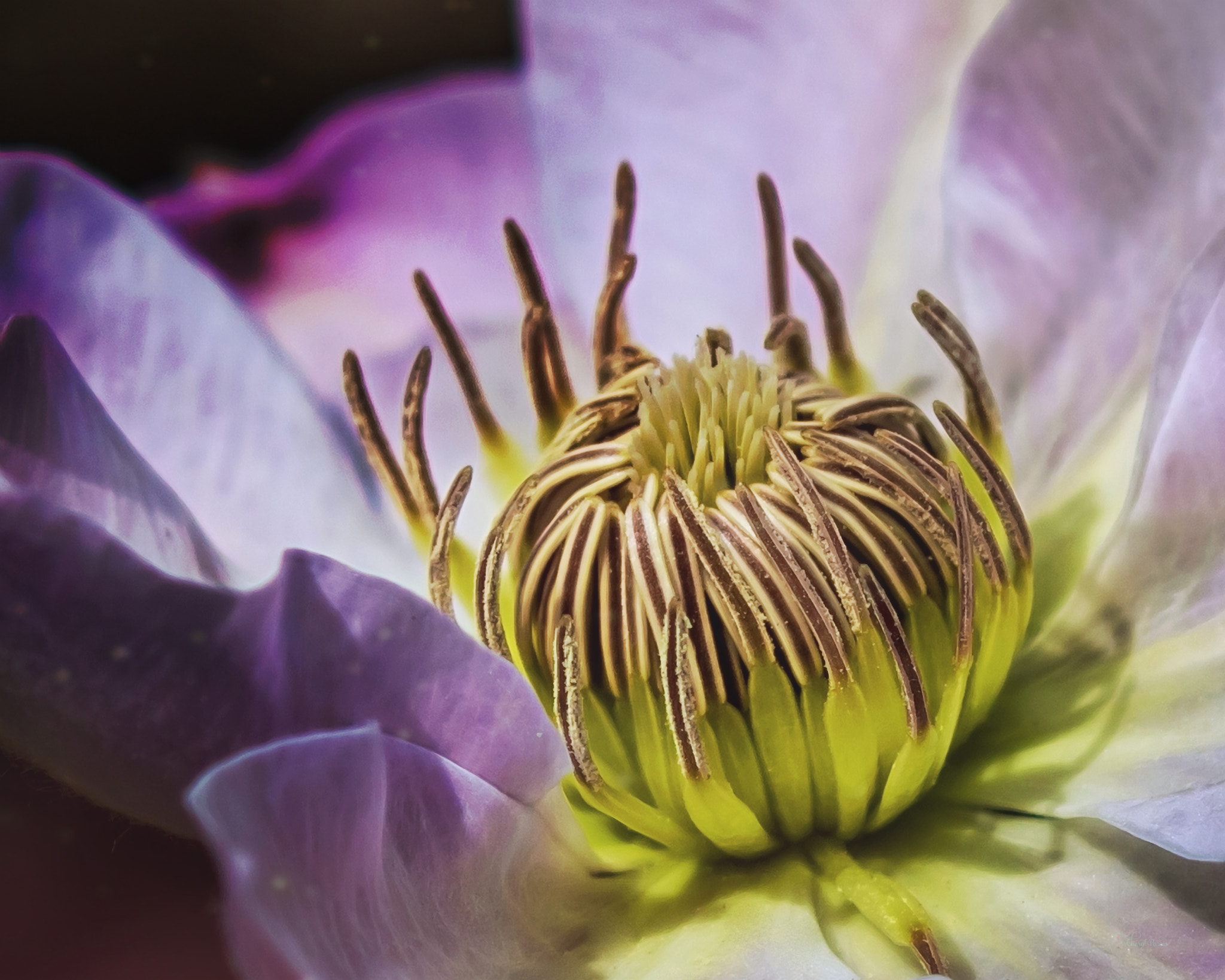 Canon EF 100-400mm F4.5-5.6L IS II USM sample photo. Clematis photography