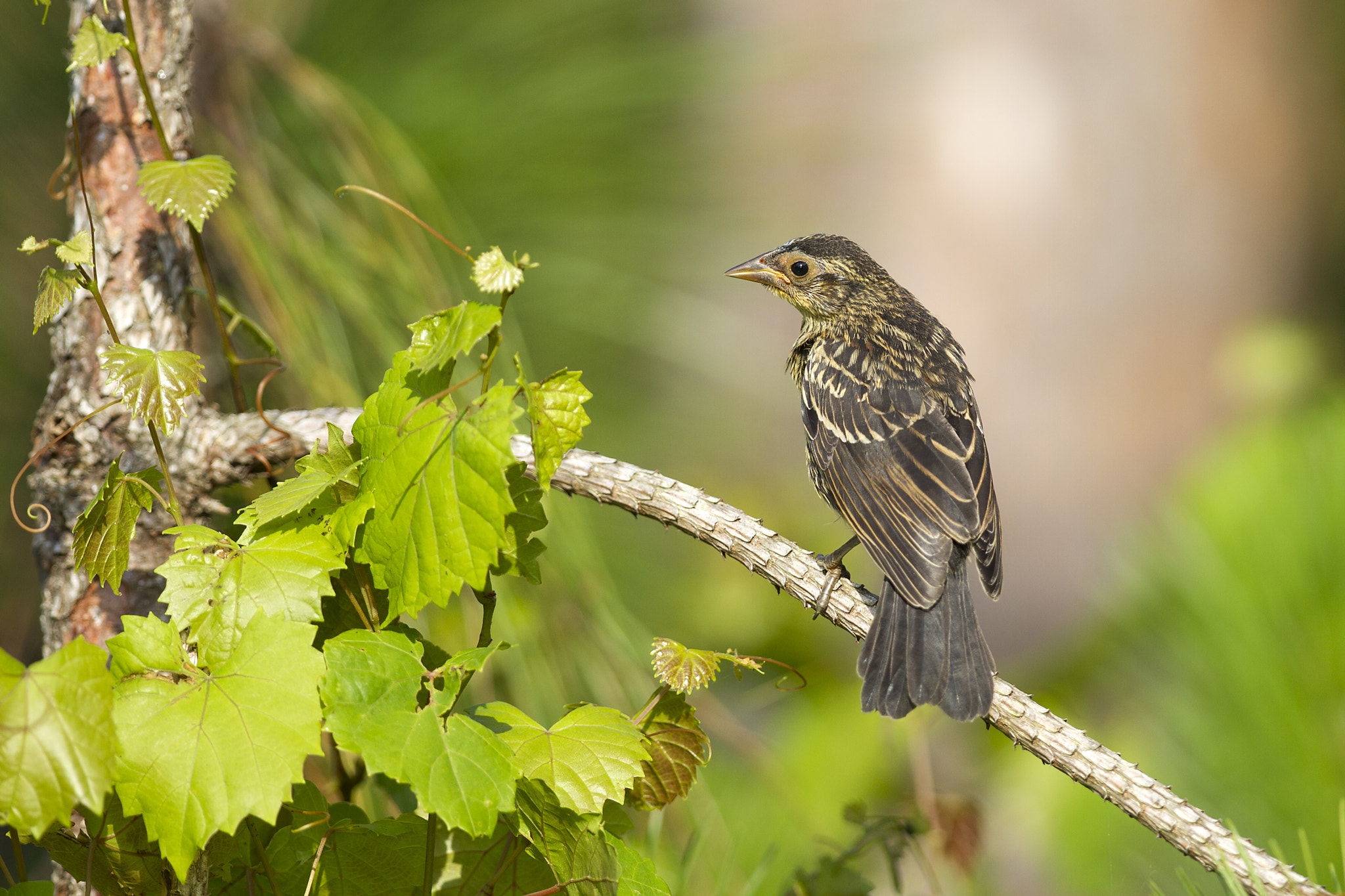 Canon EF 300mm F2.8L IS II USM sample photo. Female red winged blackbird photography