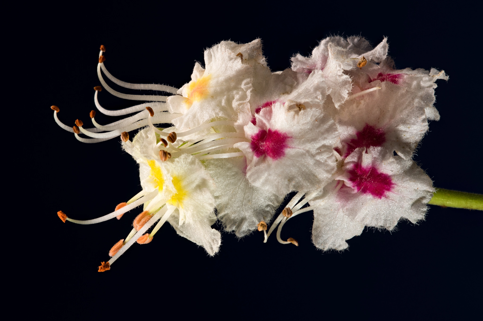 Nikon D810 + Nikon AF Micro-Nikkor 200mm F4D ED-IF sample photo. Horse chestnut flower photography