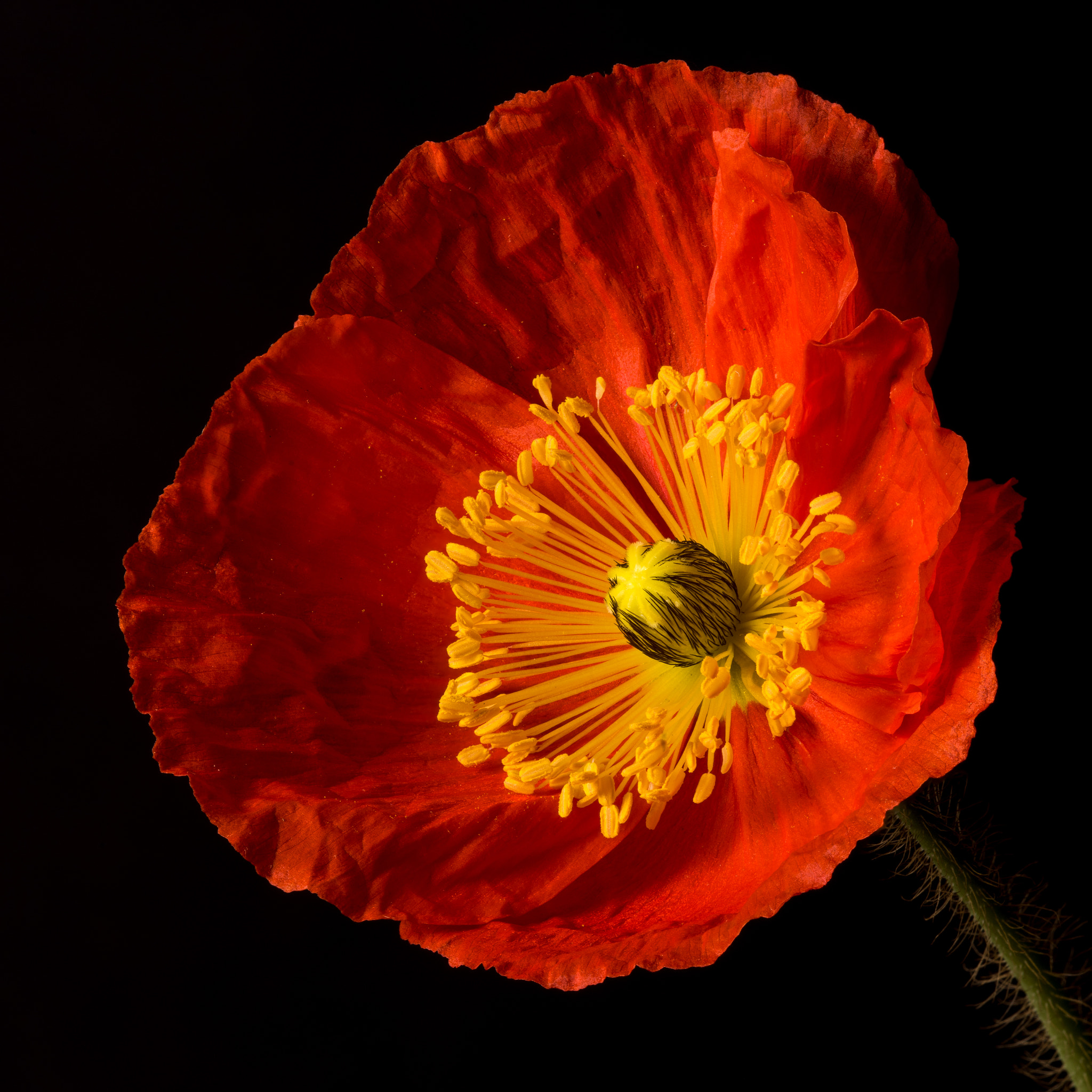 Nikon D810 + Nikon AF Micro-Nikkor 200mm F4D ED-IF sample photo. Red crinkly photography