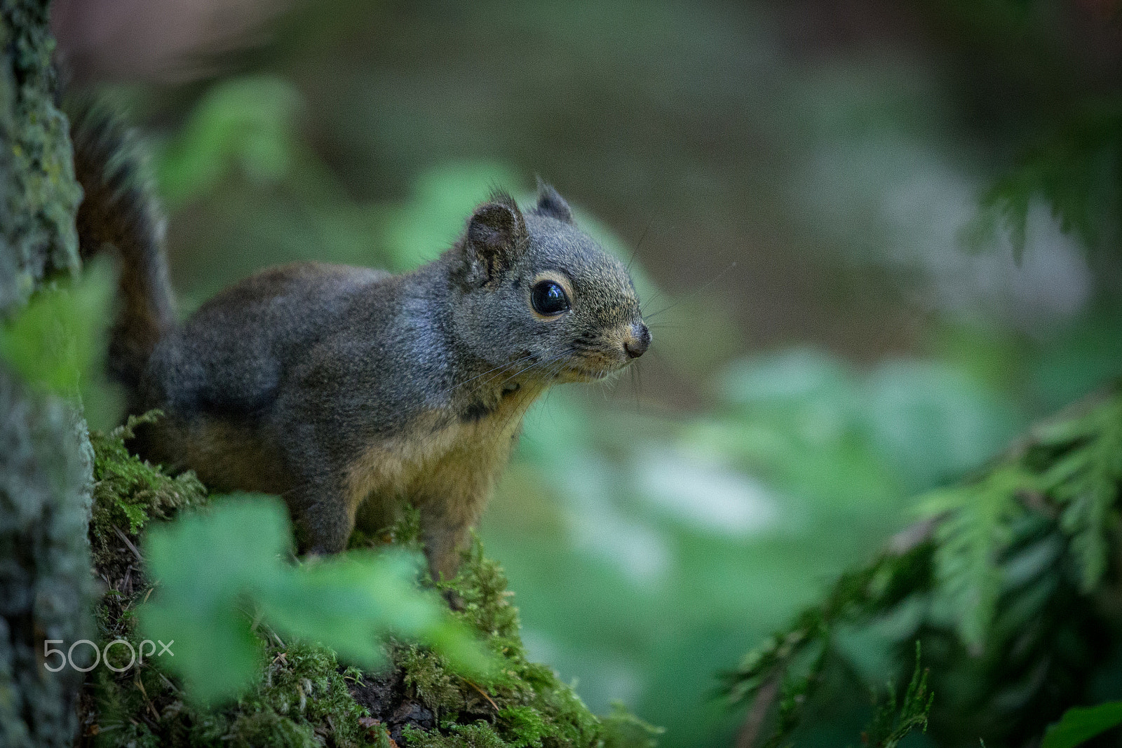 Canon EF 100-400mm F4.5-5.6L IS II USM sample photo. Don't look at me! photography