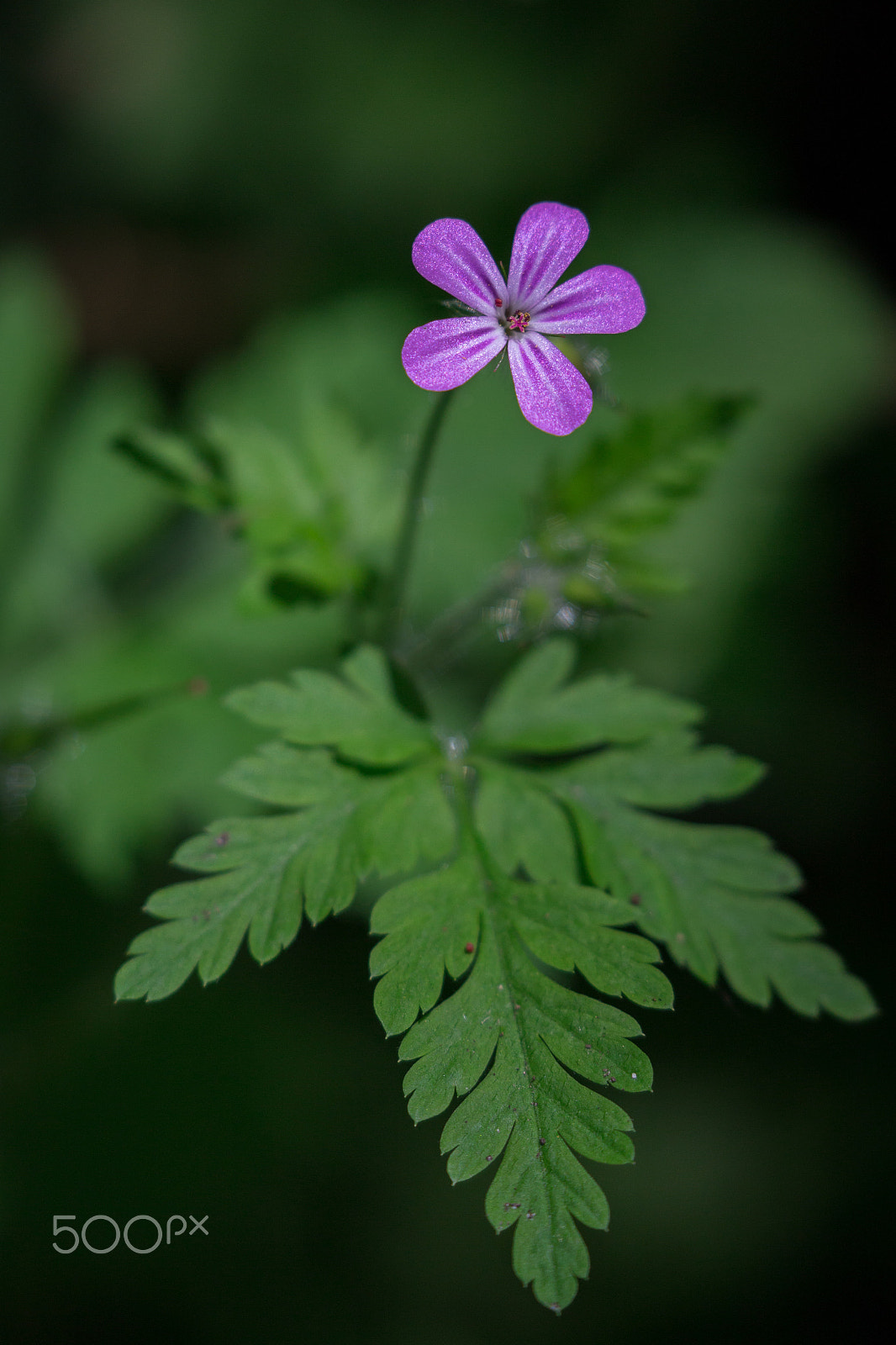Canon EF 100-400mm F4.5-5.6L IS II USM sample photo. Purple punch photography
