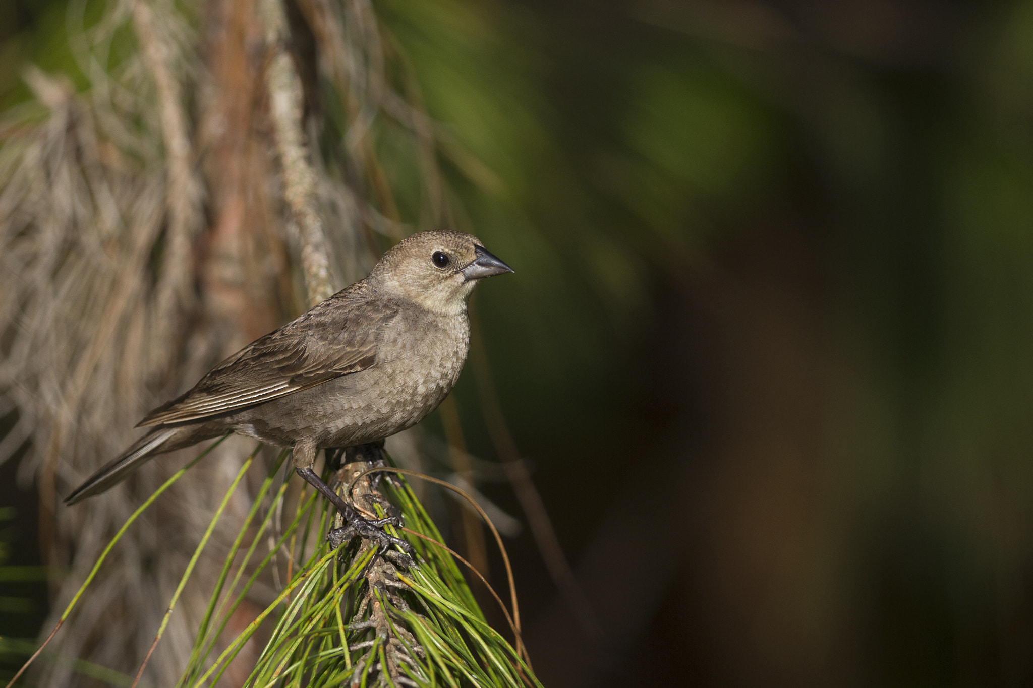 Canon EF 300mm F2.8L IS II USM sample photo. Female indigo bunting photography