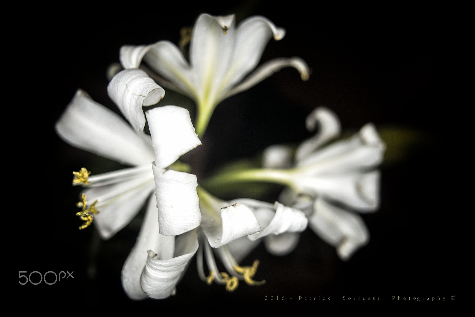 Nikon D600 + Nikon AF Nikkor 24mm F2.8D sample photo. Flor de lis # 2 photography