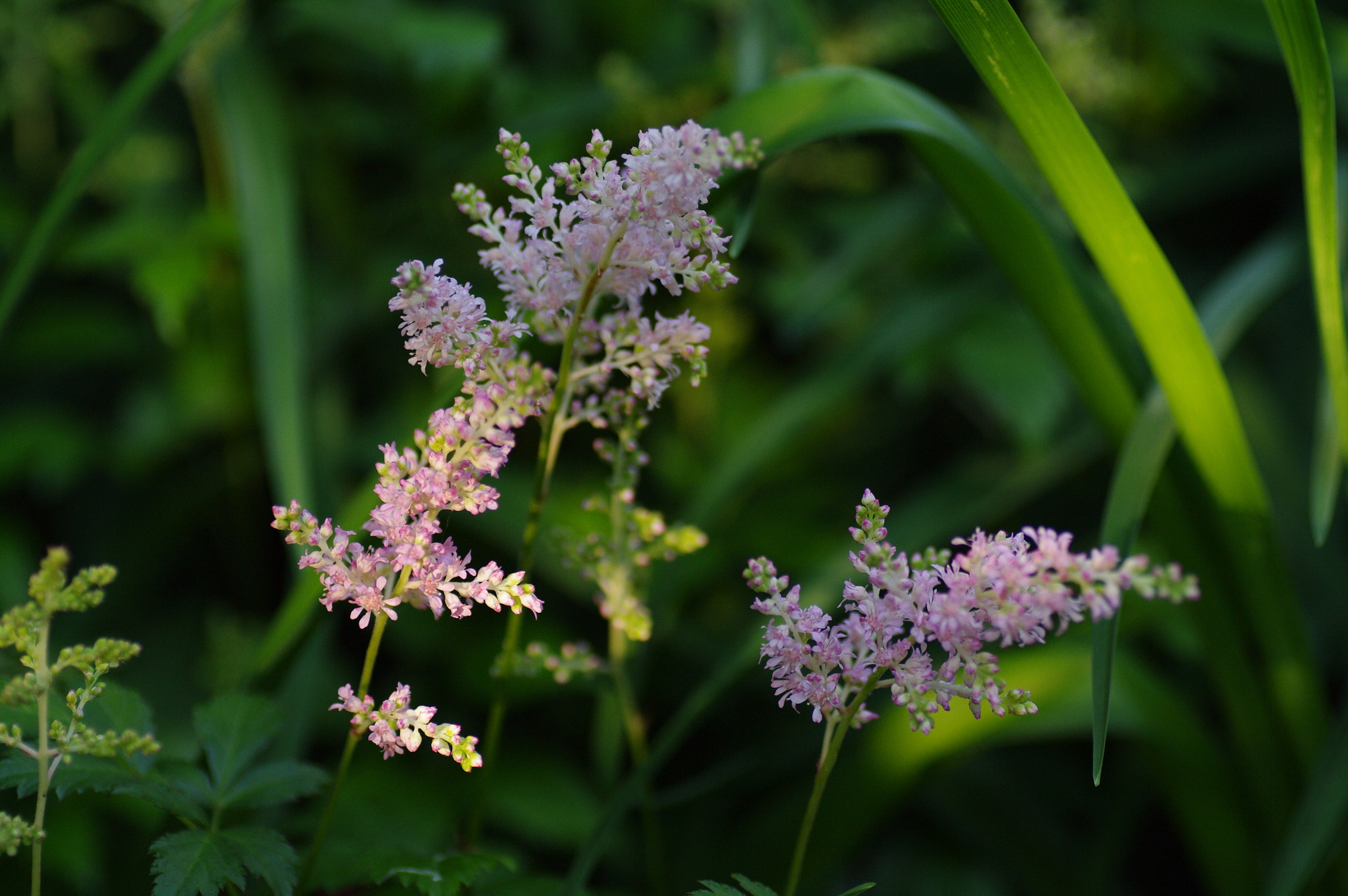 Pentax K-7 sample photo. Imgp2111.jpg photography