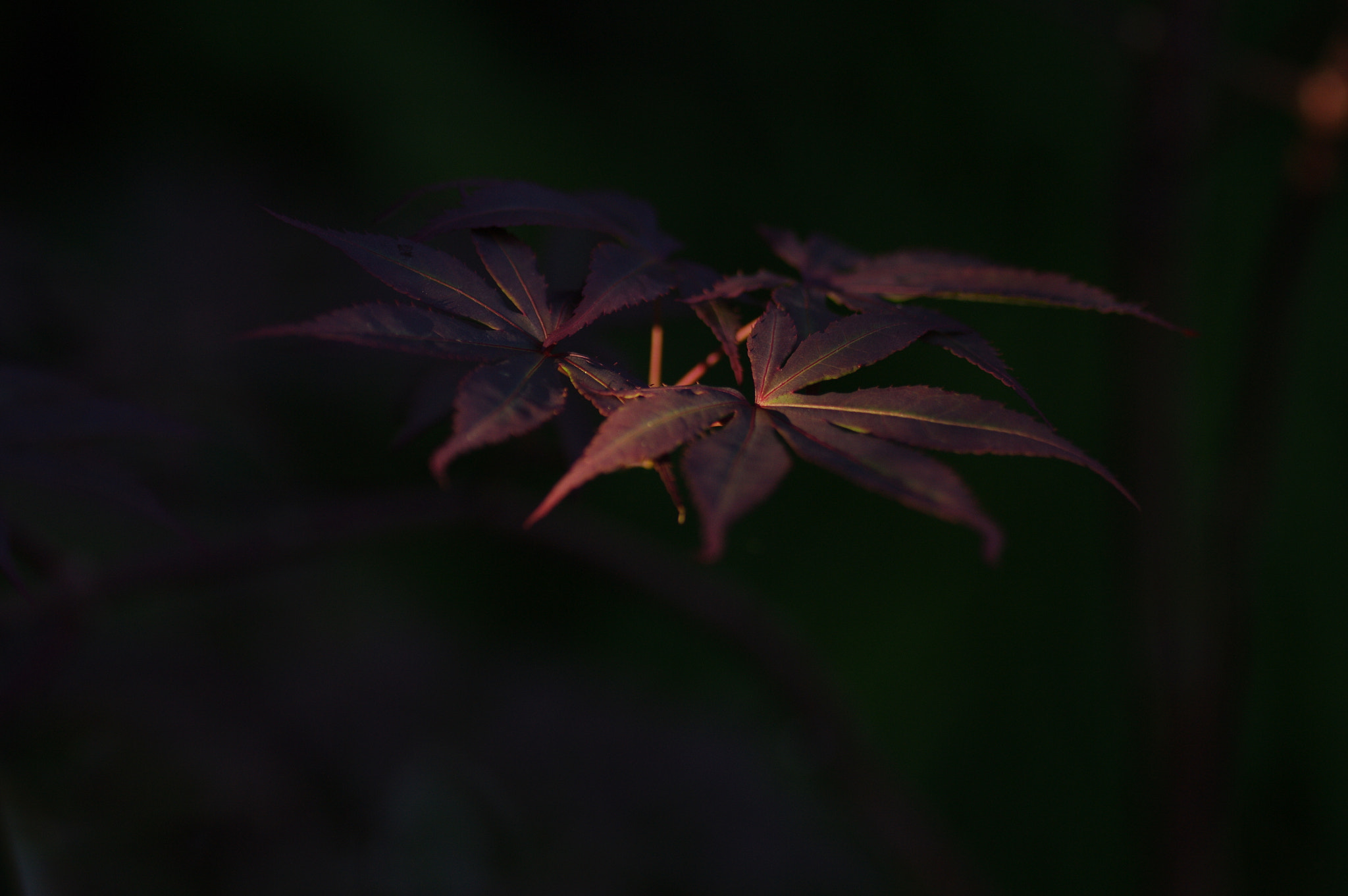 Pentax K-7 sample photo. Imgp2113.jpg photography