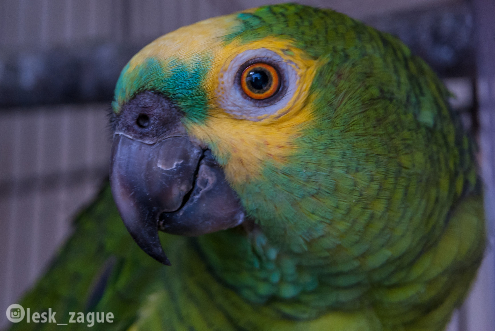 Sony Alpha DSLR-A230 + Sony DT 18-55mm F3.5-5.6 SAM sample photo. Meu precioso photography