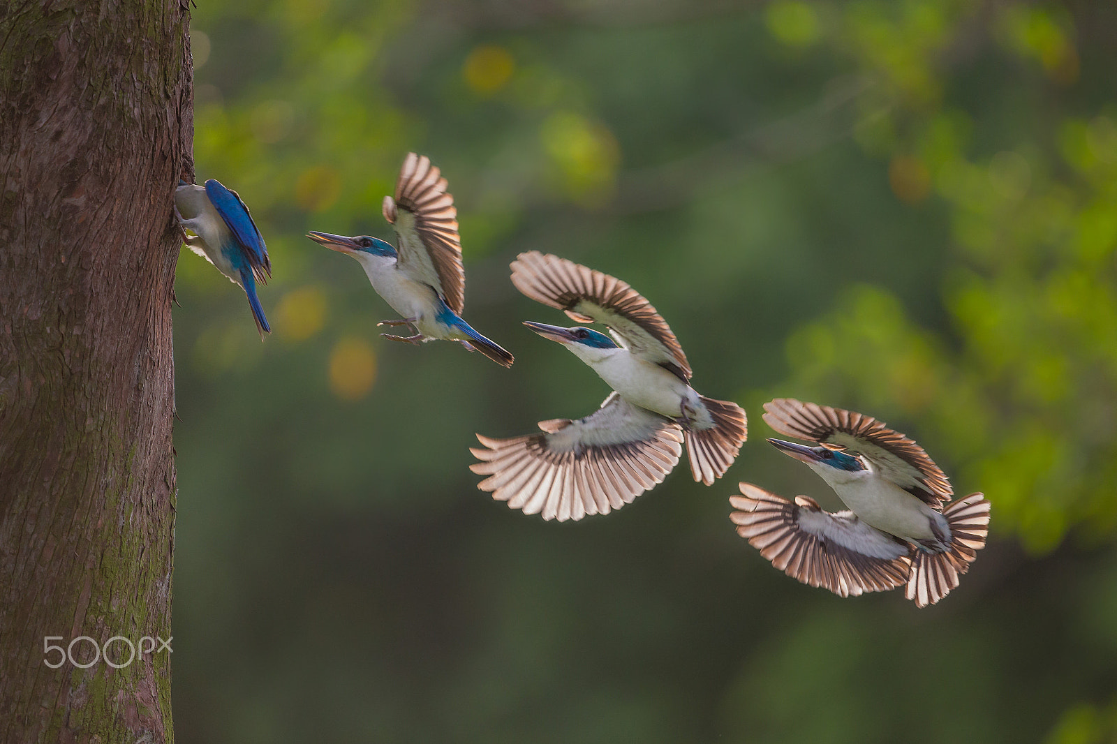 Canon EOS-1D X + Canon EF 400mm F4 DO IS II USM sample photo. Kingfisher photography