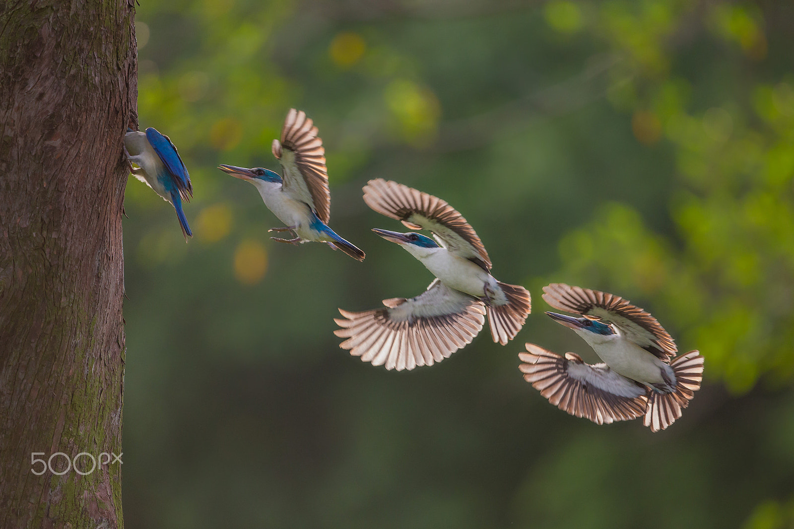 Canon EF 400mm F4 DO IS II USM sample photo. Kingfisher photography