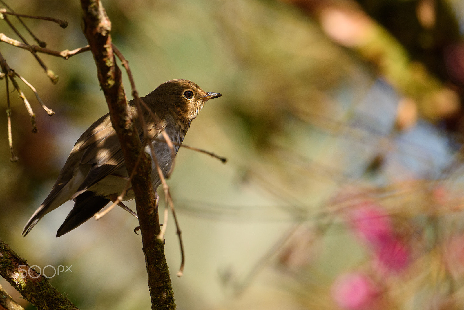 Nikon AF-S Nikkor 500mm F4E FL ED VR sample photo. Thrush looks away photography