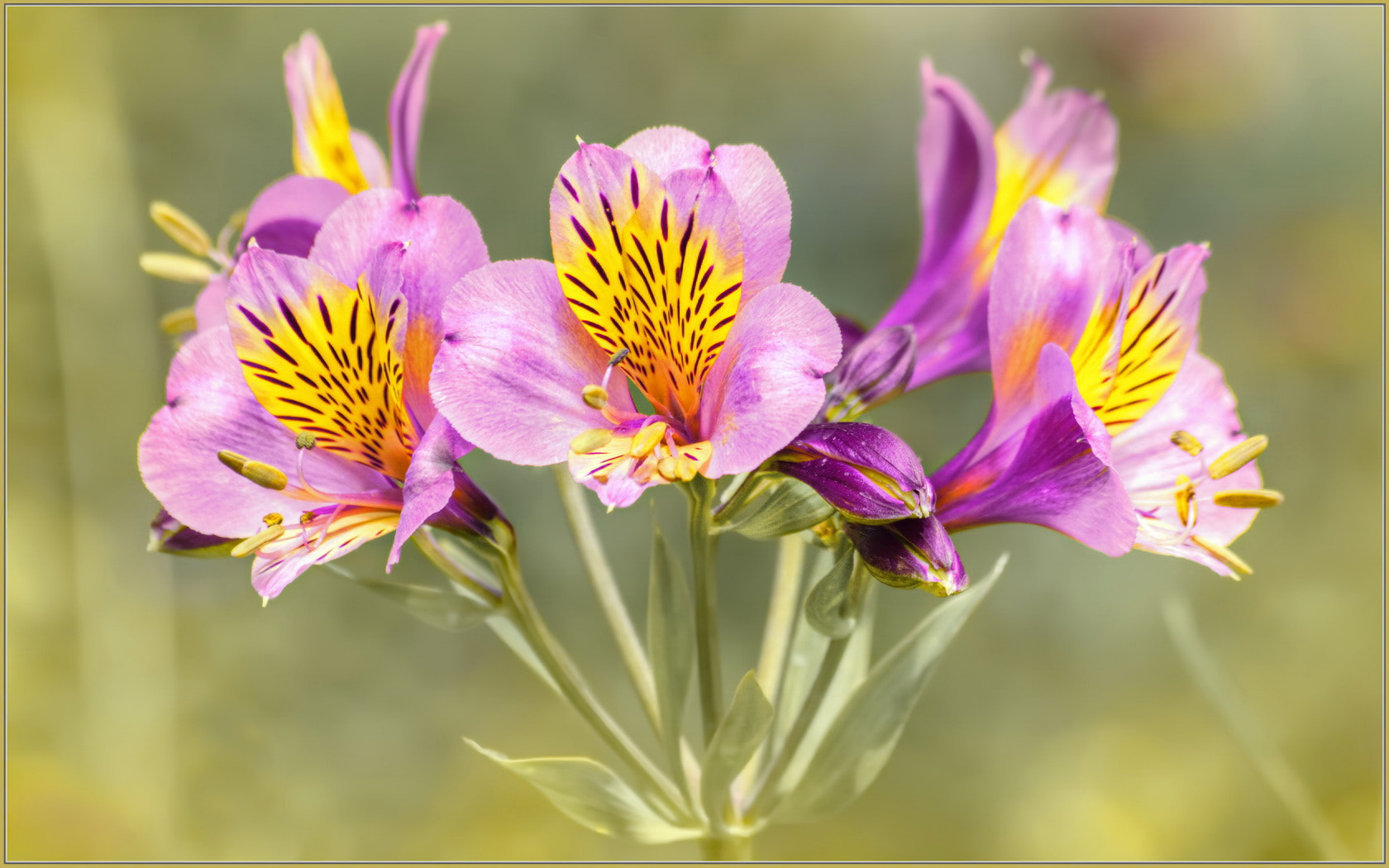 Sigma 70-300mm F4-5.6 APO Macro Super II sample photo. Peruvian lily photography