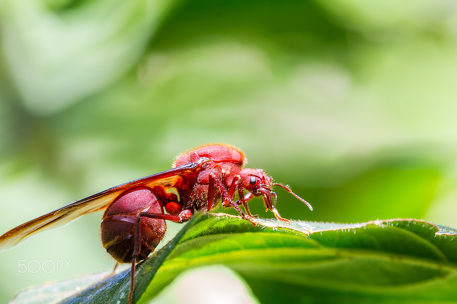 Tamron SP AF 180mm F3.5 Di LD (IF) Macro sample photo. Hormiga culona photography