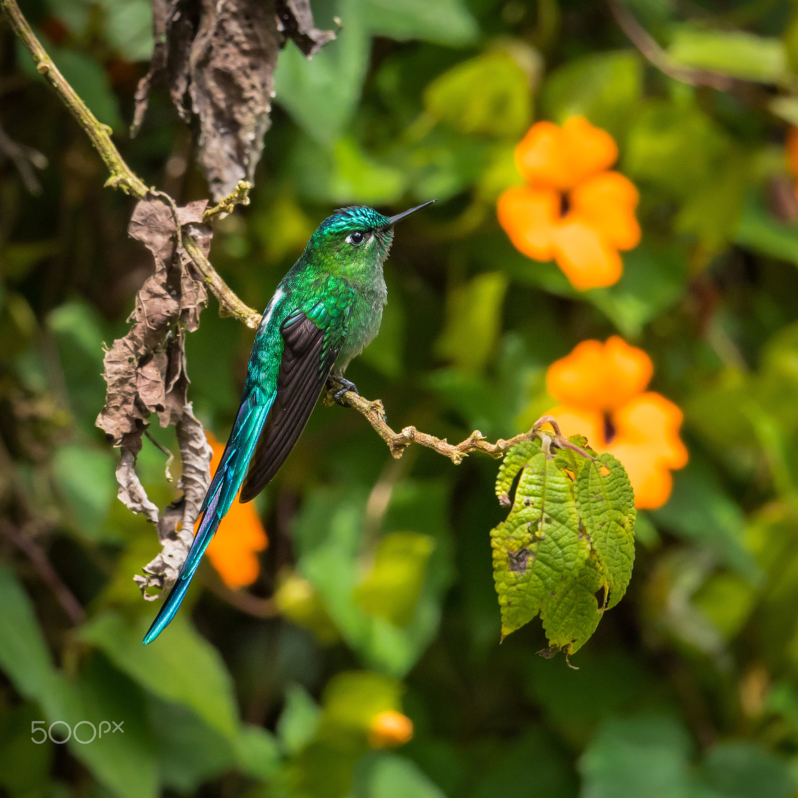 Nikon AF-S Nikkor 500mm F4E FL ED VR sample photo. Long tailed sylph hummingbird photography