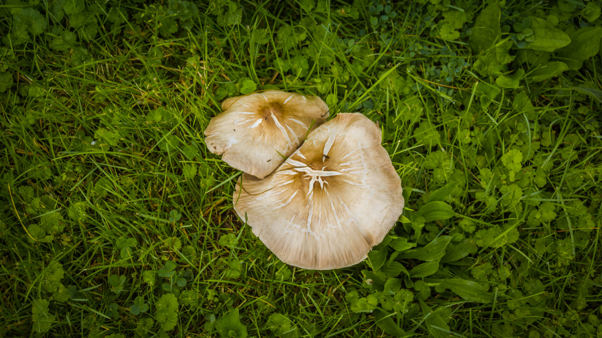 Canon EOS 1200D (EOS Rebel T5 / EOS Kiss X70 / EOS Hi) sample photo. Mushroom photography