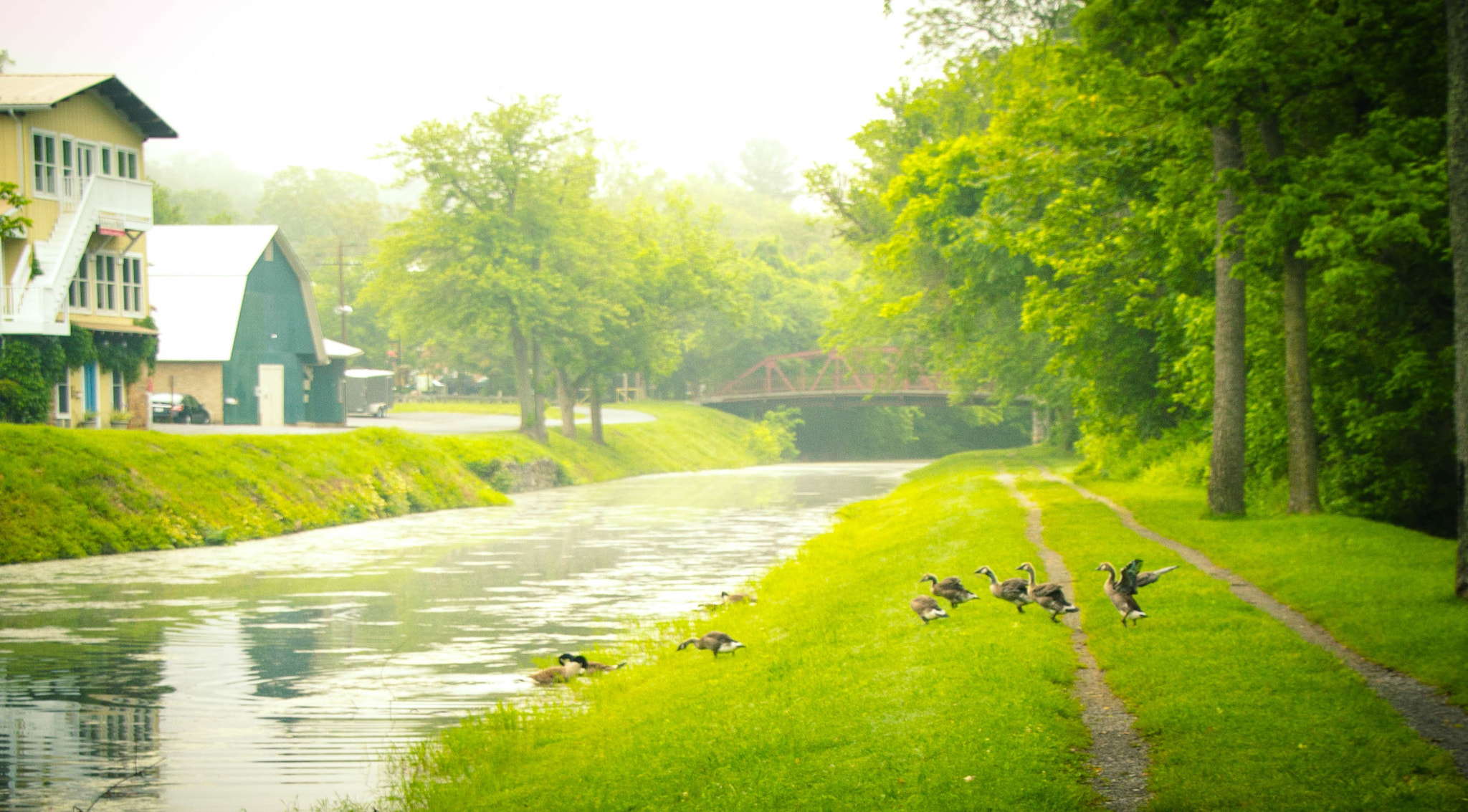 Canon EOS 1200D (EOS Rebel T5 / EOS Kiss X70 / EOS Hi) sample photo. Goslings photography