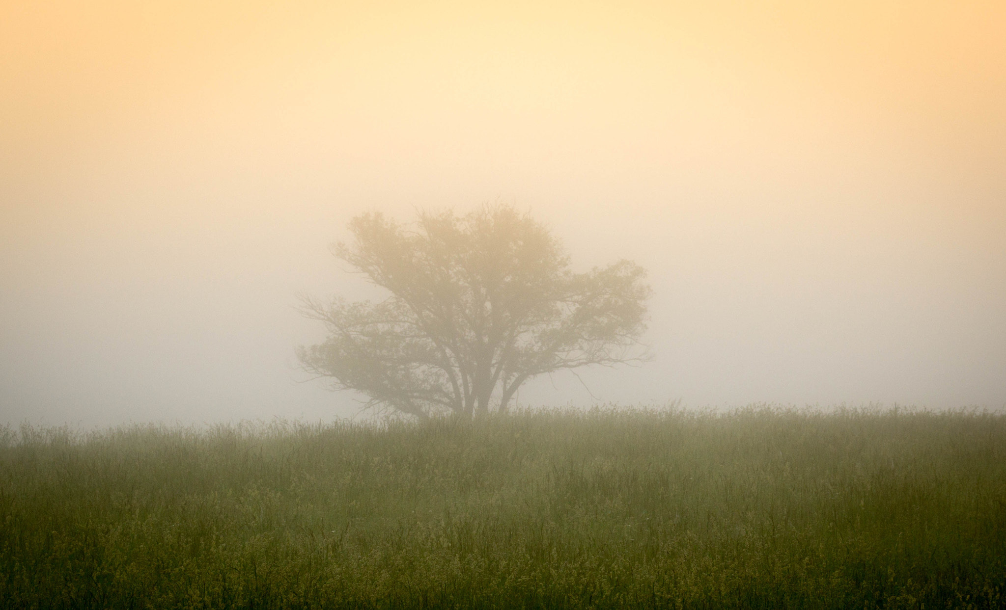 Canon EOS 1200D (EOS Rebel T5 / EOS Kiss X70 / EOS Hi) sample photo. Morning fog photography