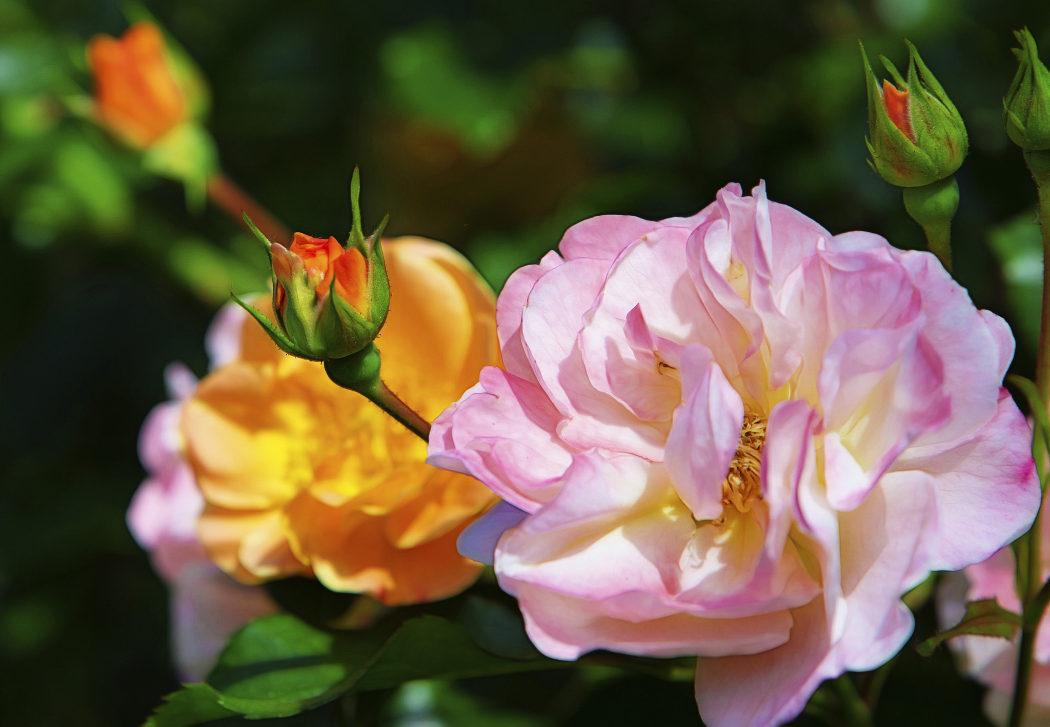 Canon EOS-1D X sample photo. May rose photography