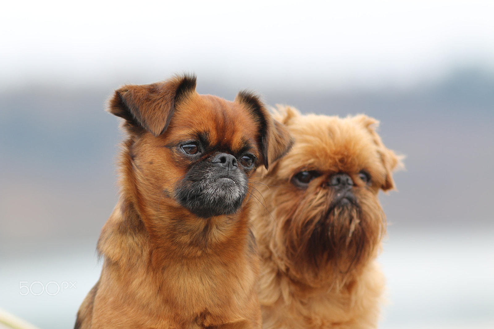 Canon EOS 70D + Canon EF 200mm F2.8L II USM sample photo. Ton in ton photography