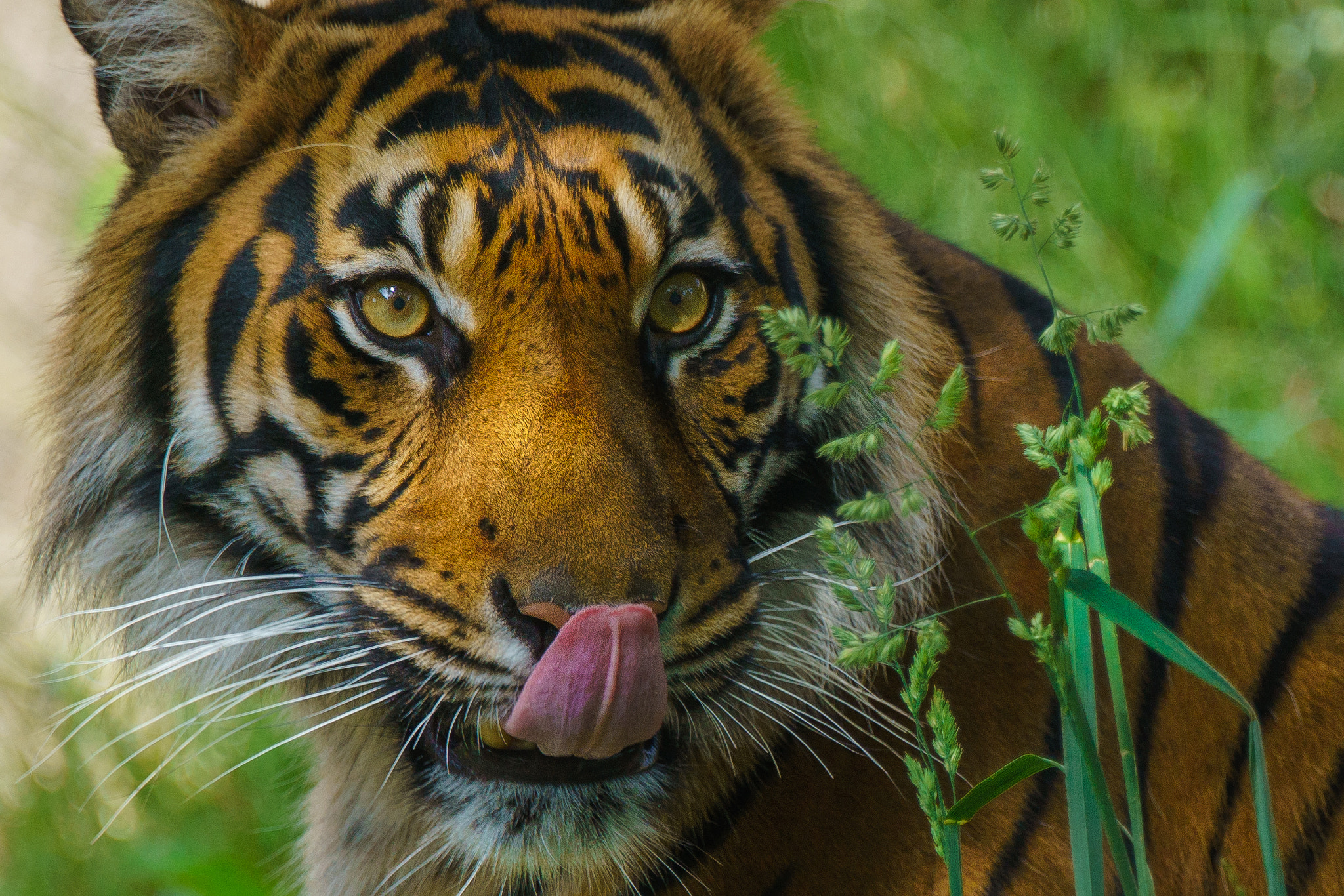 Sony 70-400mm F4-5.6 G SSM II sample photo. You look tasty photography