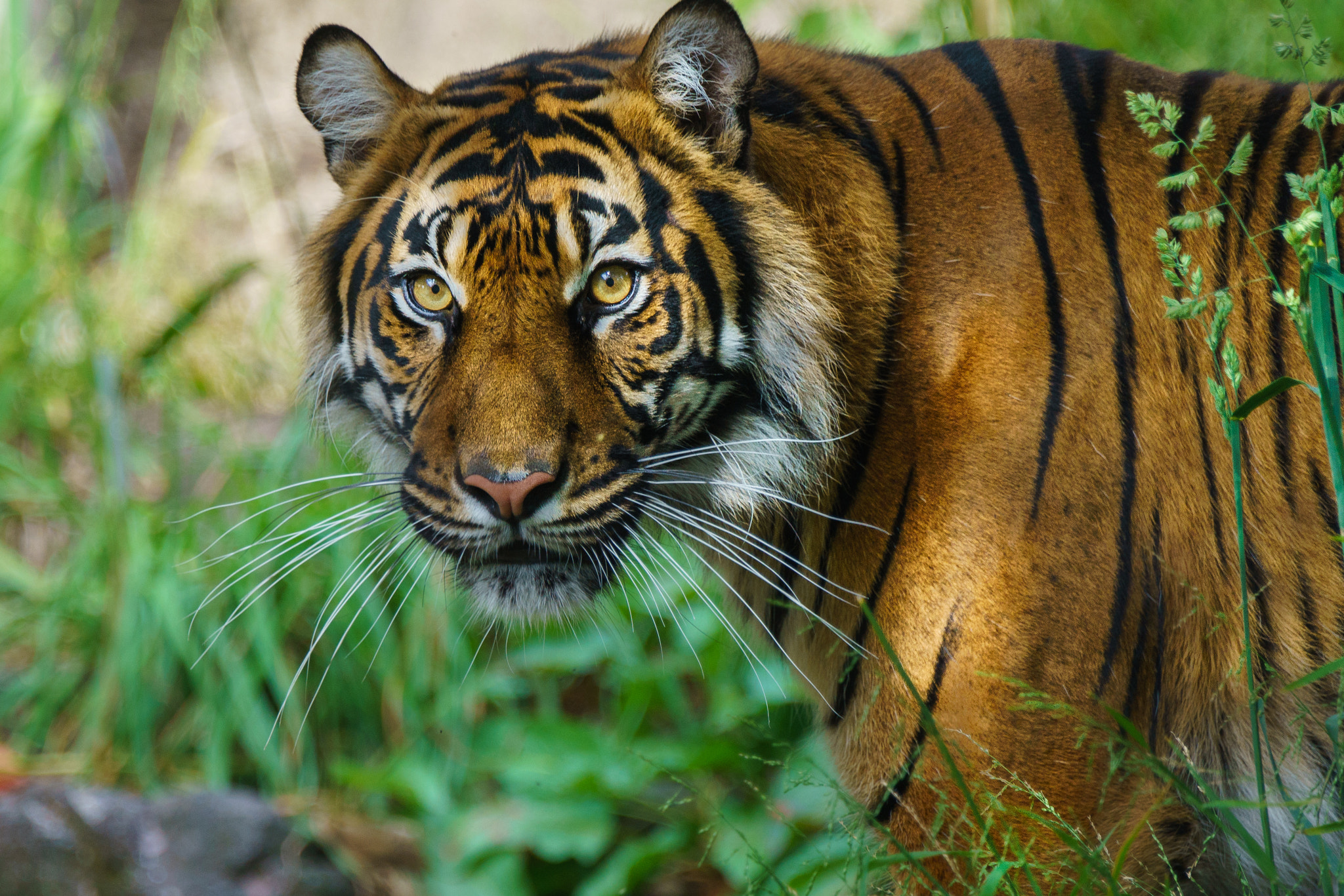 Sony 70-400mm F4-5.6 G SSM II sample photo. I have my eyes on you photography