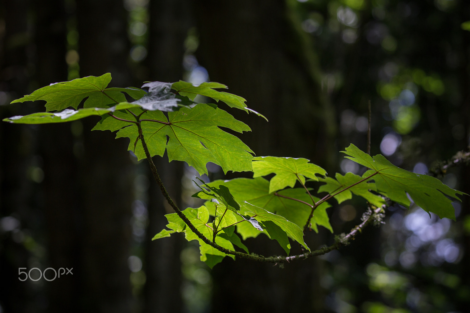 Canon EF 100-400mm F4.5-5.6L IS II USM sample photo. Untitled. photography