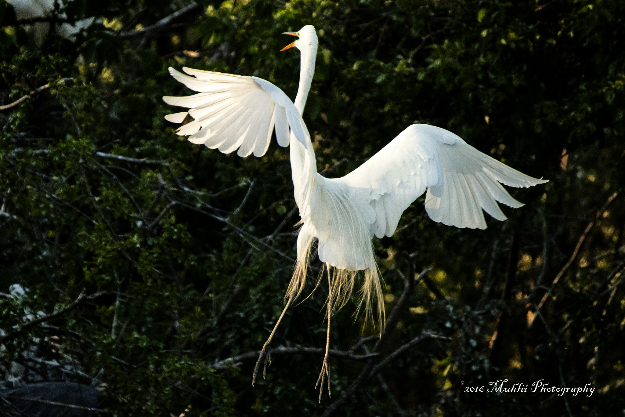 Nikon D5 sample photo