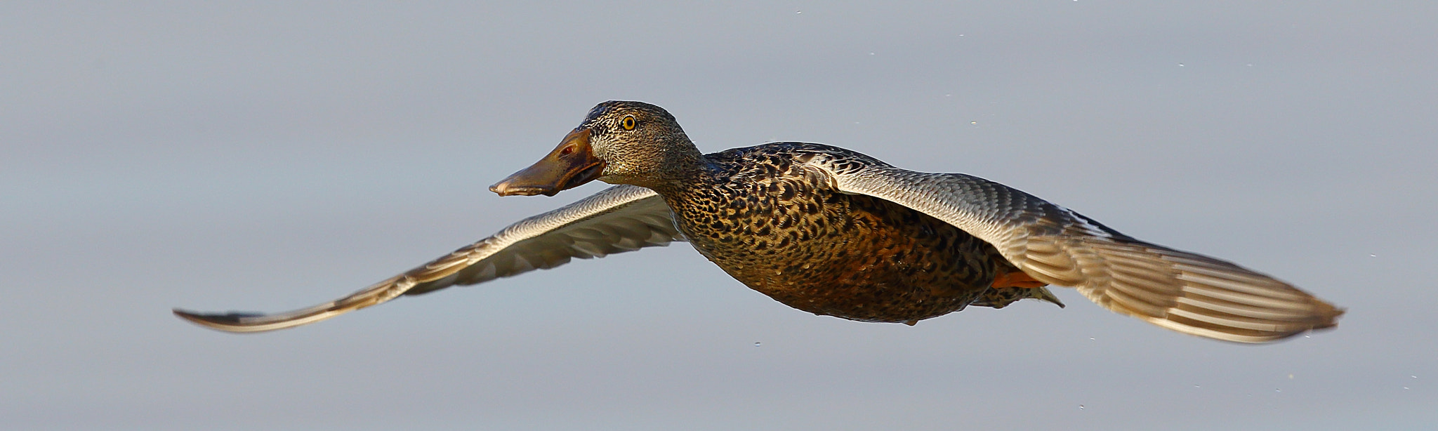 Canon EOS-1D X + Canon EF 300mm F2.8L IS II USM sample photo. Slide photography