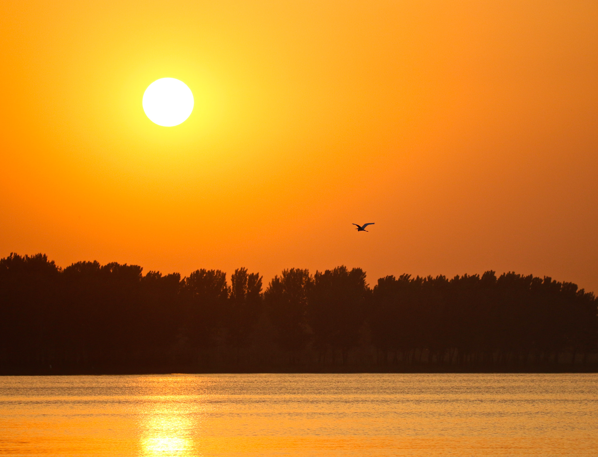 Sigma 150mm f/2.8 EX DG OS HSM APO Macro sample photo. Into the sun飞向太阳 photography