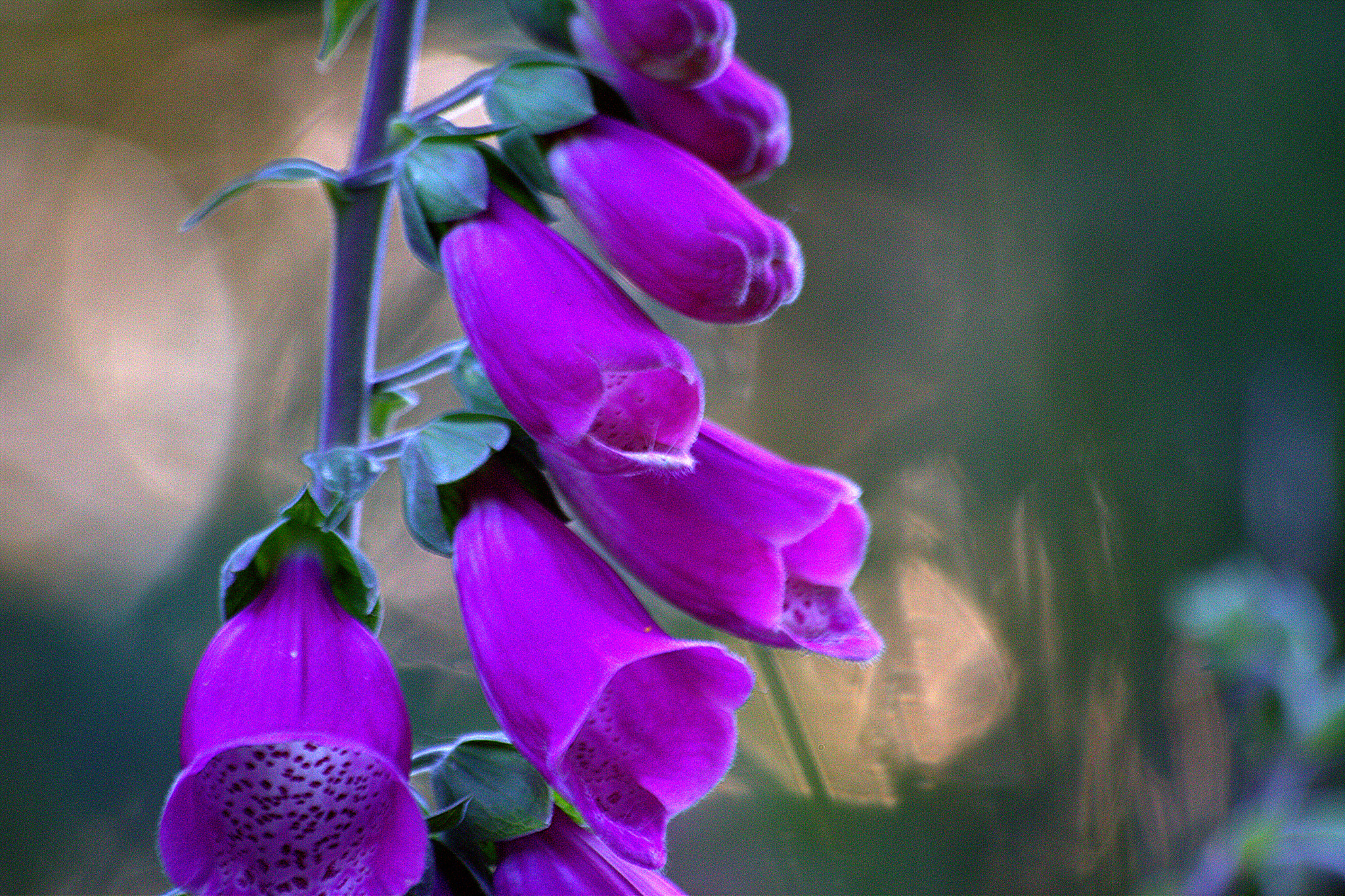 Sigma 70-300mm F4-5.6 APO DG Macro sample photo. Purple mood photography