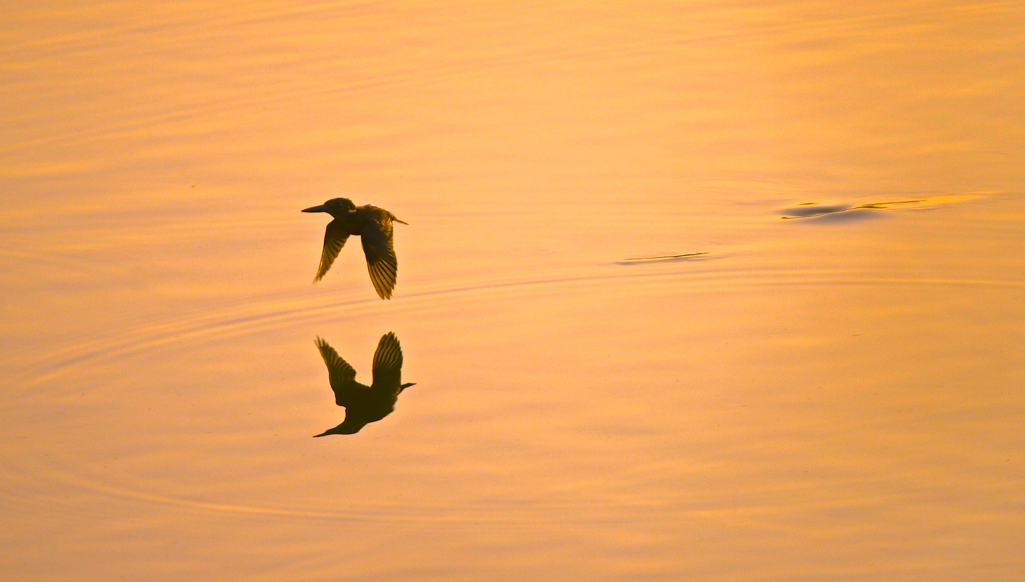 Sigma 150mm f/2.8 EX DG OS HSM APO Macro sample photo. 拍摄对象成了剪影。 photography