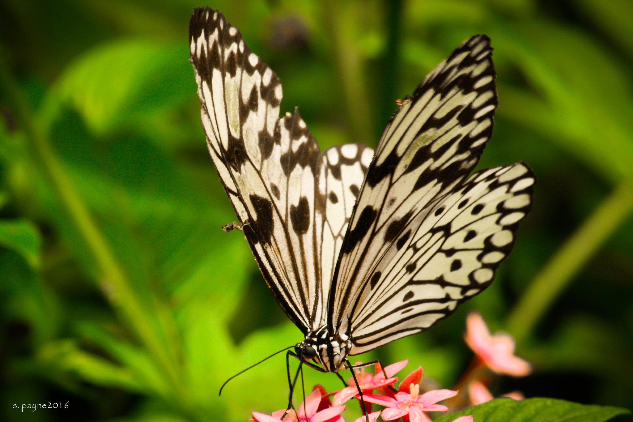 Canon EOS 1000D (EOS Digital Rebel XS / EOS Kiss F) sample photo. Speckled wings photography