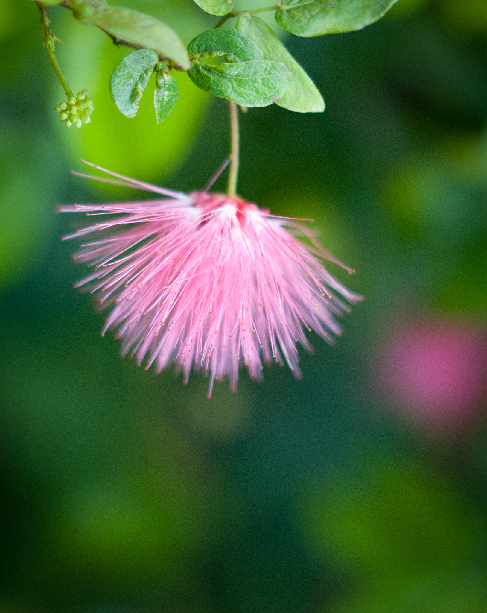 Nikon D80 + AF Nikkor 50mm f/1.8 sample photo. Pink photography