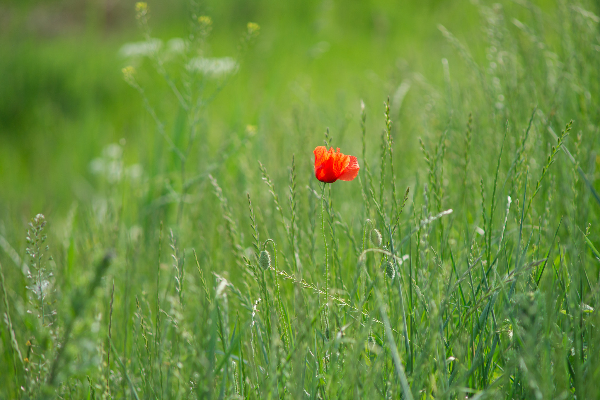 Sony Alpha DSLR-A850 + Minolta AF 70-210mm F4 Macro sample photo. Poppy photography