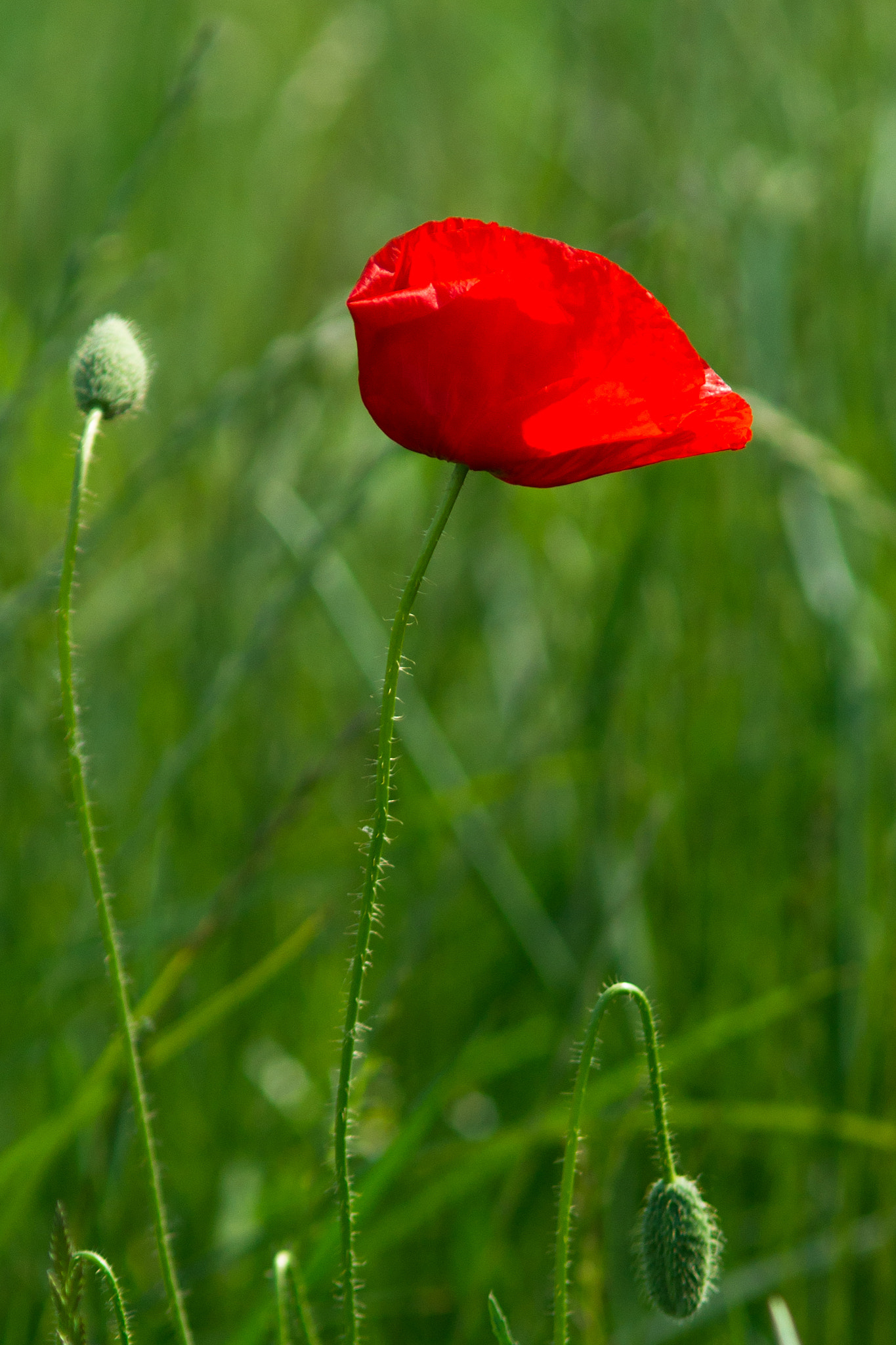 Sony Alpha DSLR-A850 + Minolta AF 70-210mm F4 Macro sample photo. Poppy photography