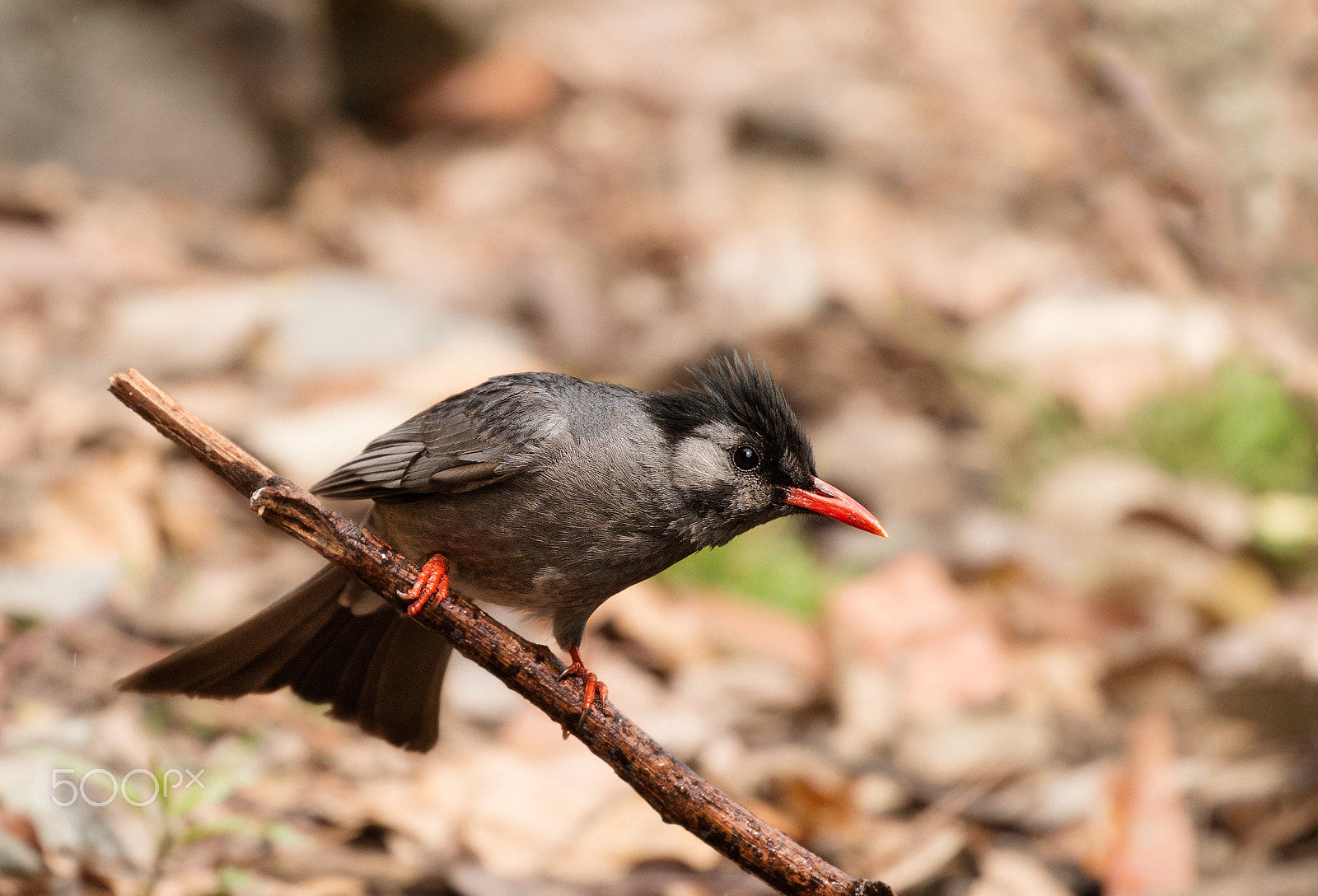 Canon EOS 70D + Canon EF 100-400mm F4.5-5.6L IS II USM sample photo. The surveyor... photography