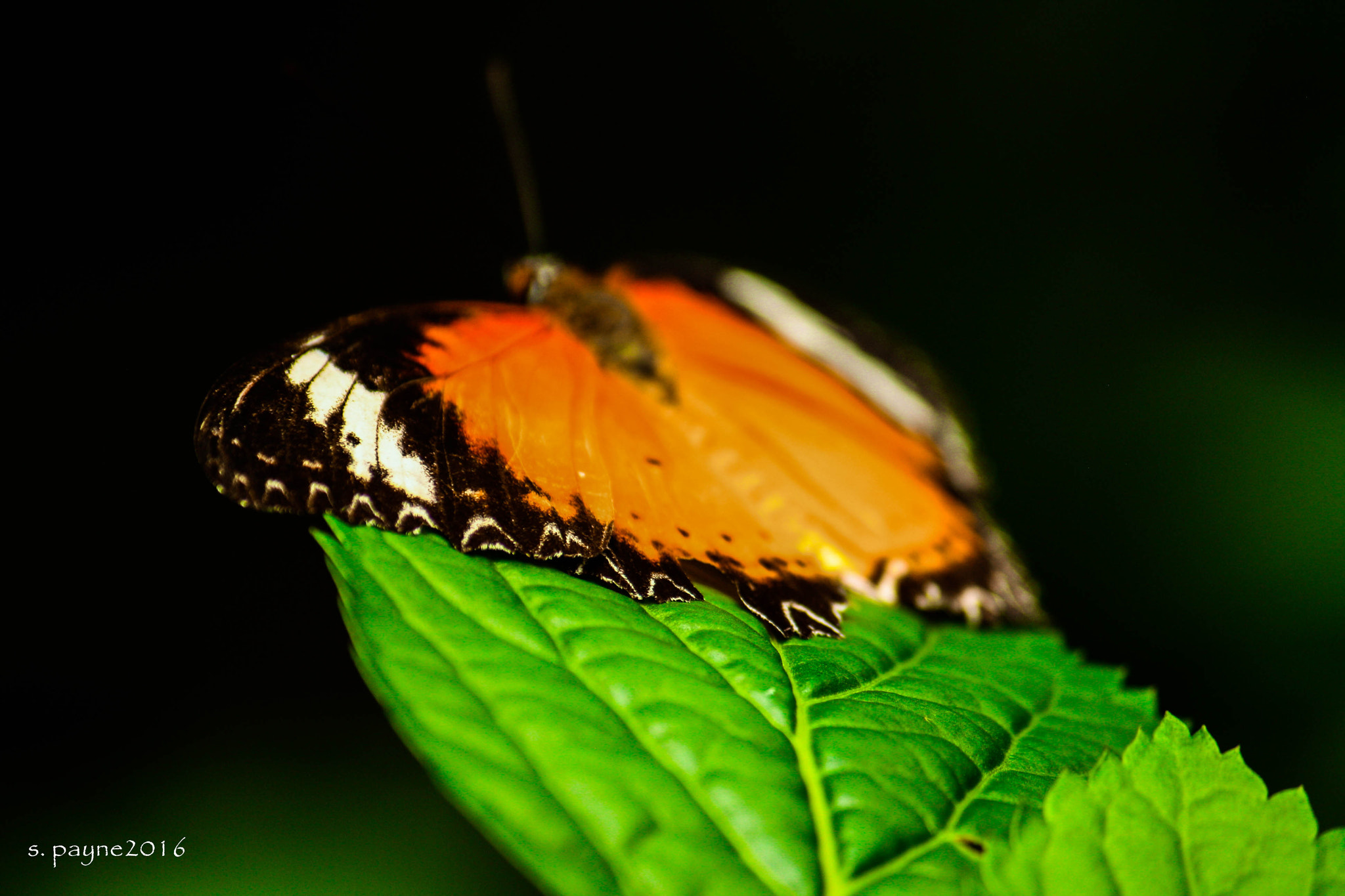 Canon EOS 1000D (EOS Digital Rebel XS / EOS Kiss F) sample photo. Nestled in silence photography