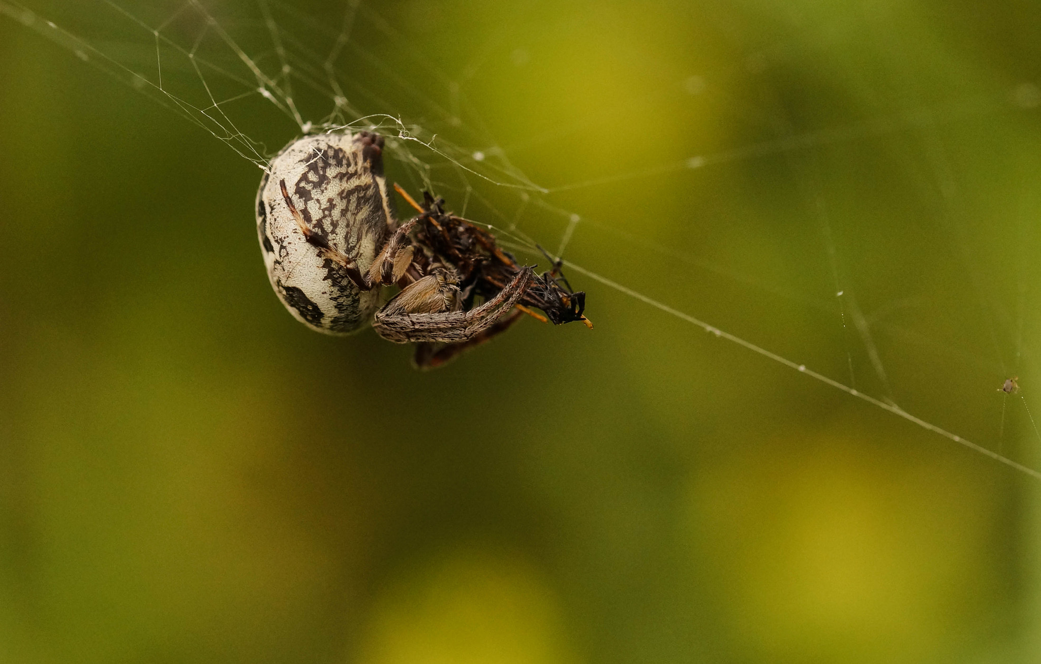 Sony SLT-A57 + 105mm F2.8 sample photo. Hard line photography