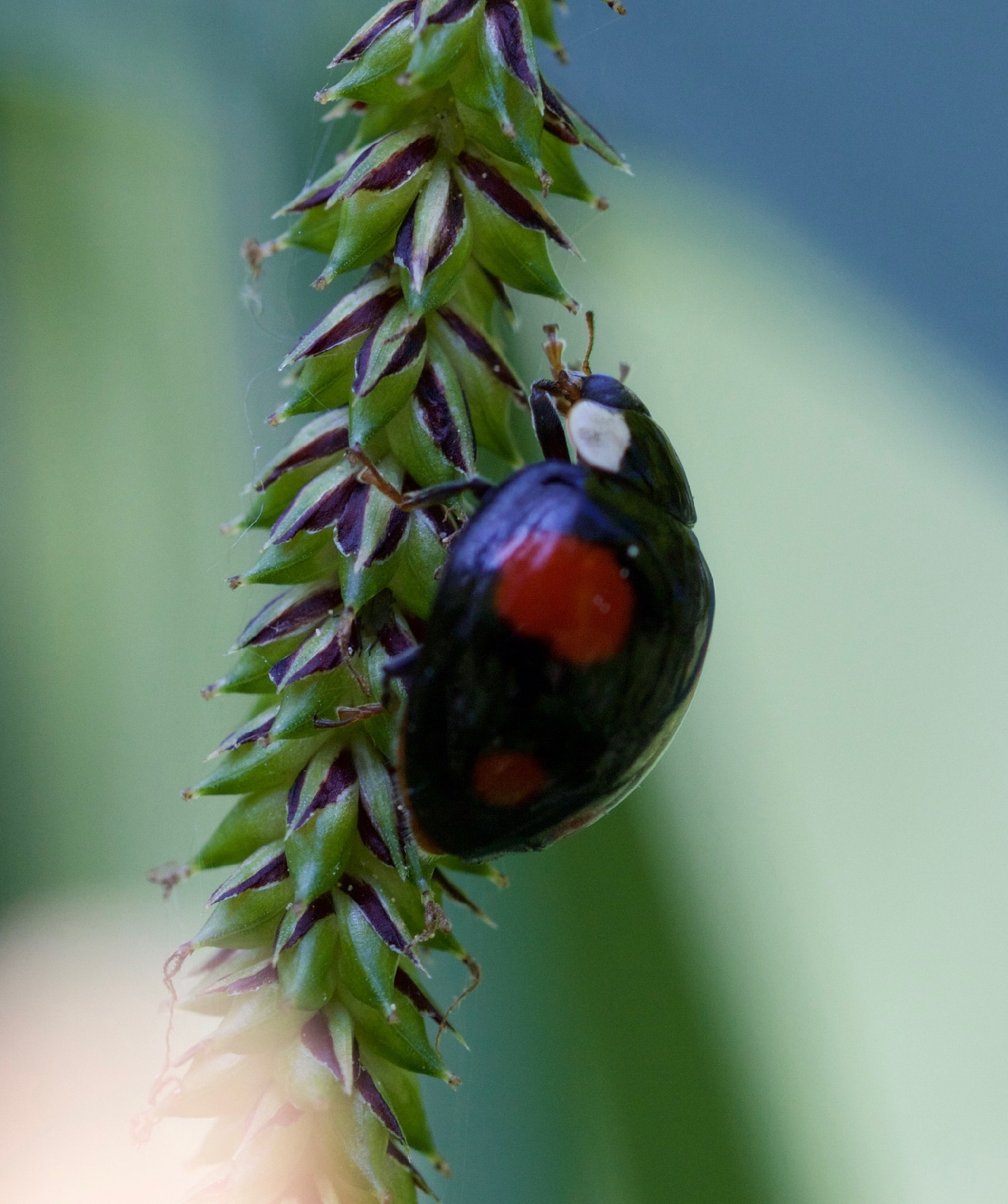 Canon EOS 650D (EOS Rebel T4i / EOS Kiss X6i) + Canon EF 100mm F2.8L Macro IS USM sample photo. Black ladybird, harmonia axydridis photography