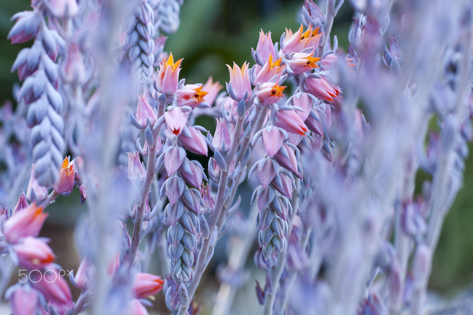 Canon EOS 40D + Canon EF 50mm F1.4 USM sample photo. Pink succulents in my mother's yard photography