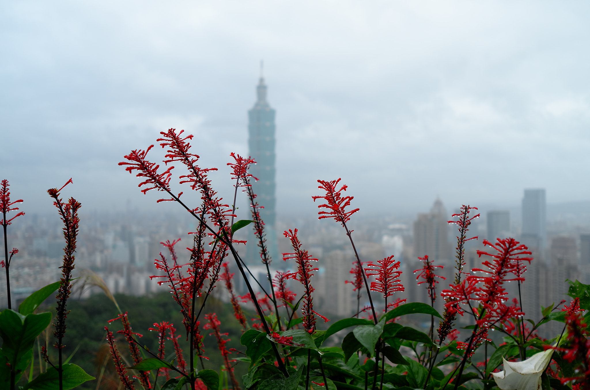 Leica X-E (TYP 102) sample photo. Elephant mountain 2 photography