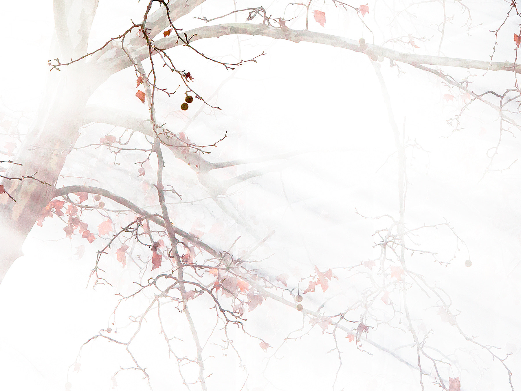 Canon EF 28-300mm F3.5-5.6L IS USM sample photo. 秋叶 photography