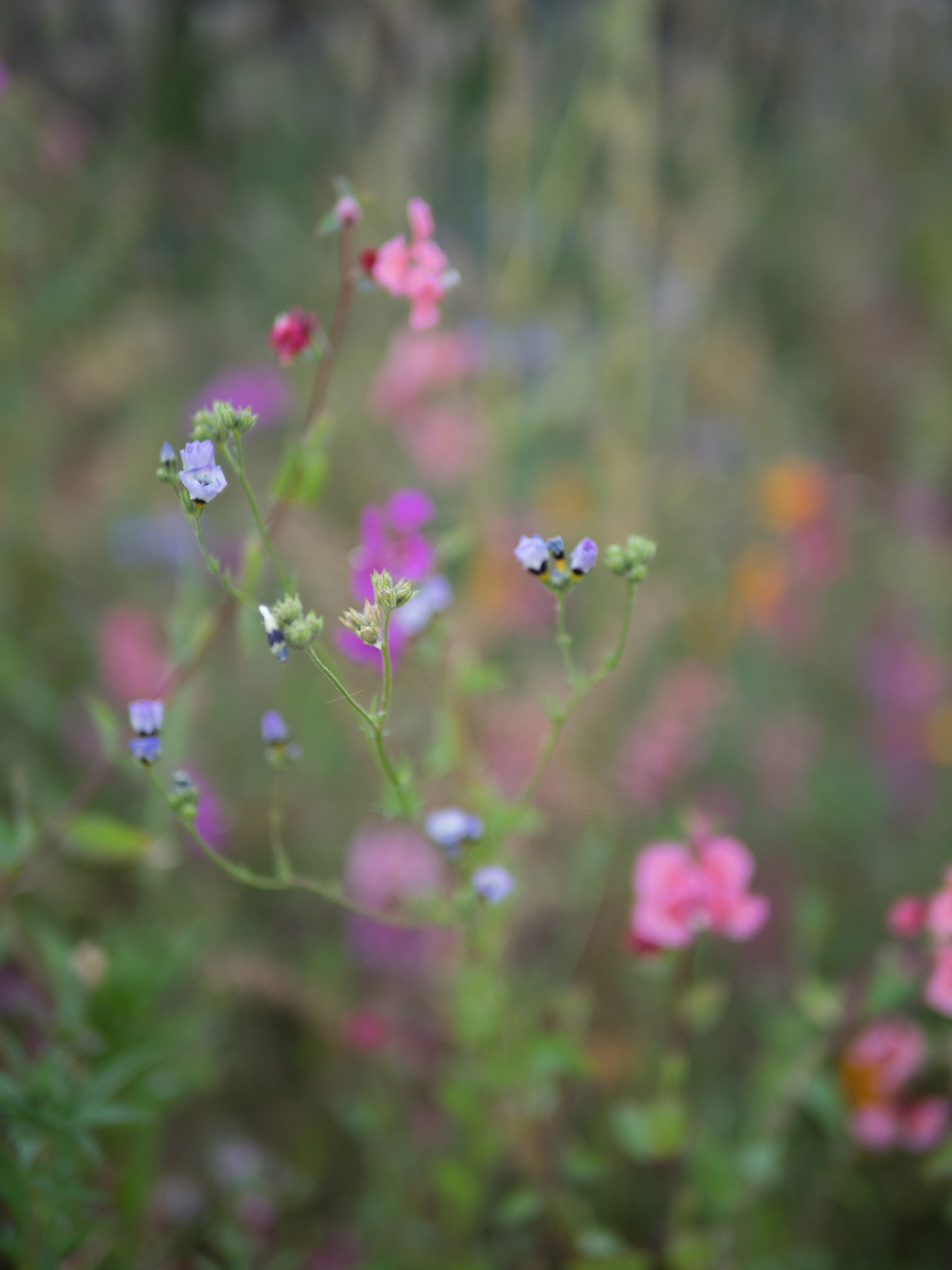 Olympus OM-D E-M1 + Panasonic Leica DG Summilux 25mm F1.4 II ASPH sample photo. Small flowers photography