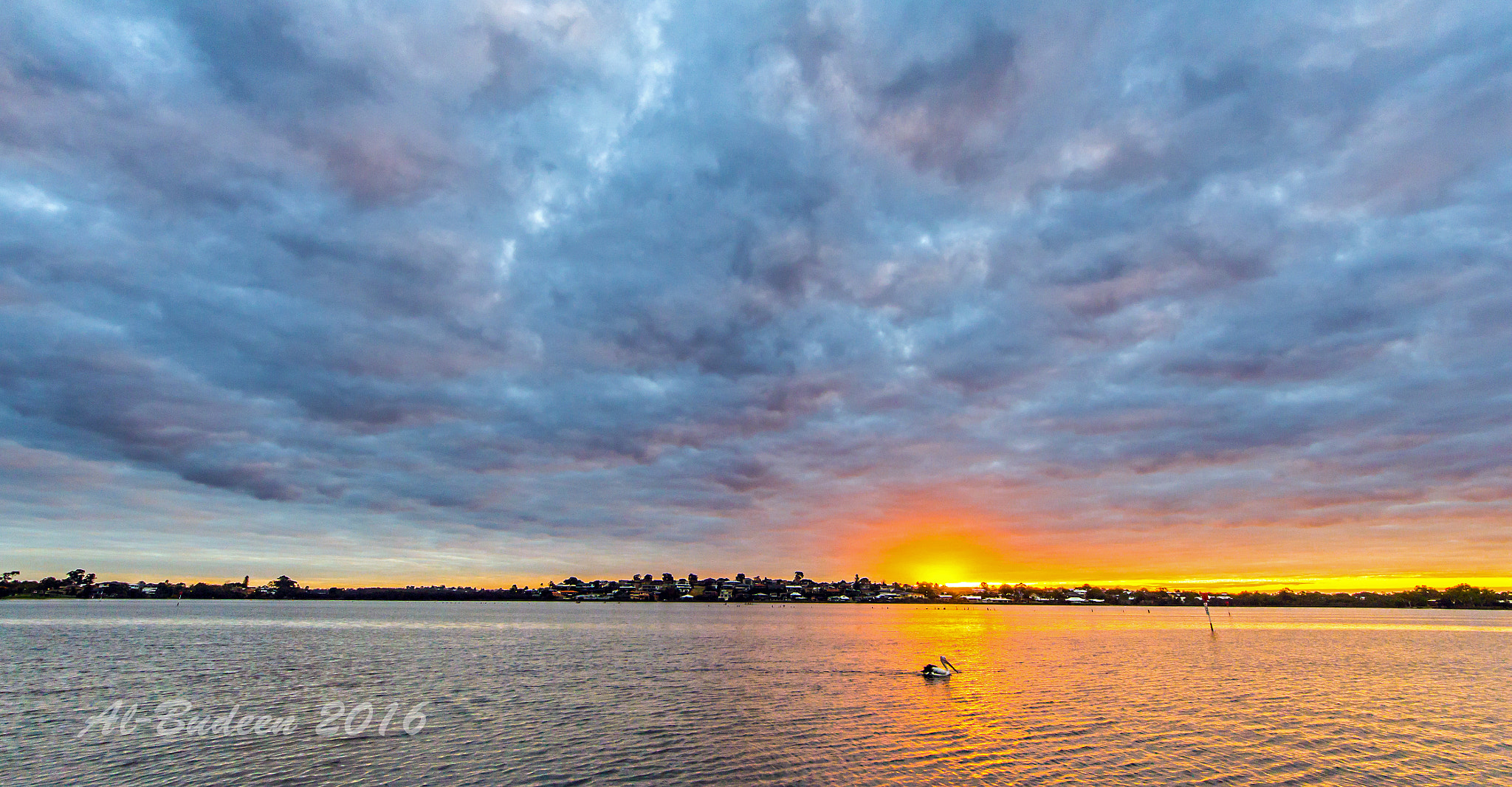 Sigma 8-16mm F4.5-5.6 DC HSM sample photo. Pelican alone photography