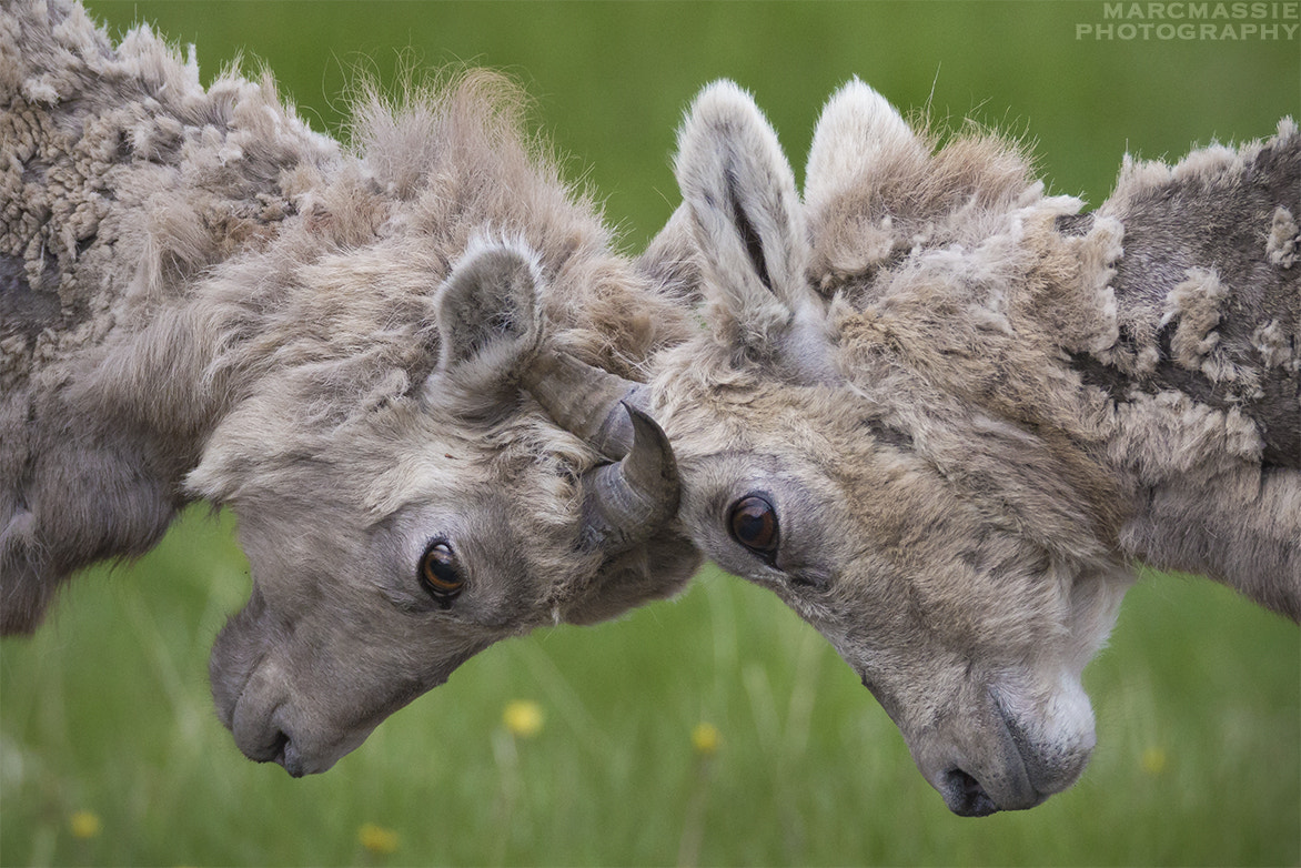 150-600mm F5-6.3 DG OS HSM | Sports 014 sample photo. Young big horned sheep earning their stripes photography