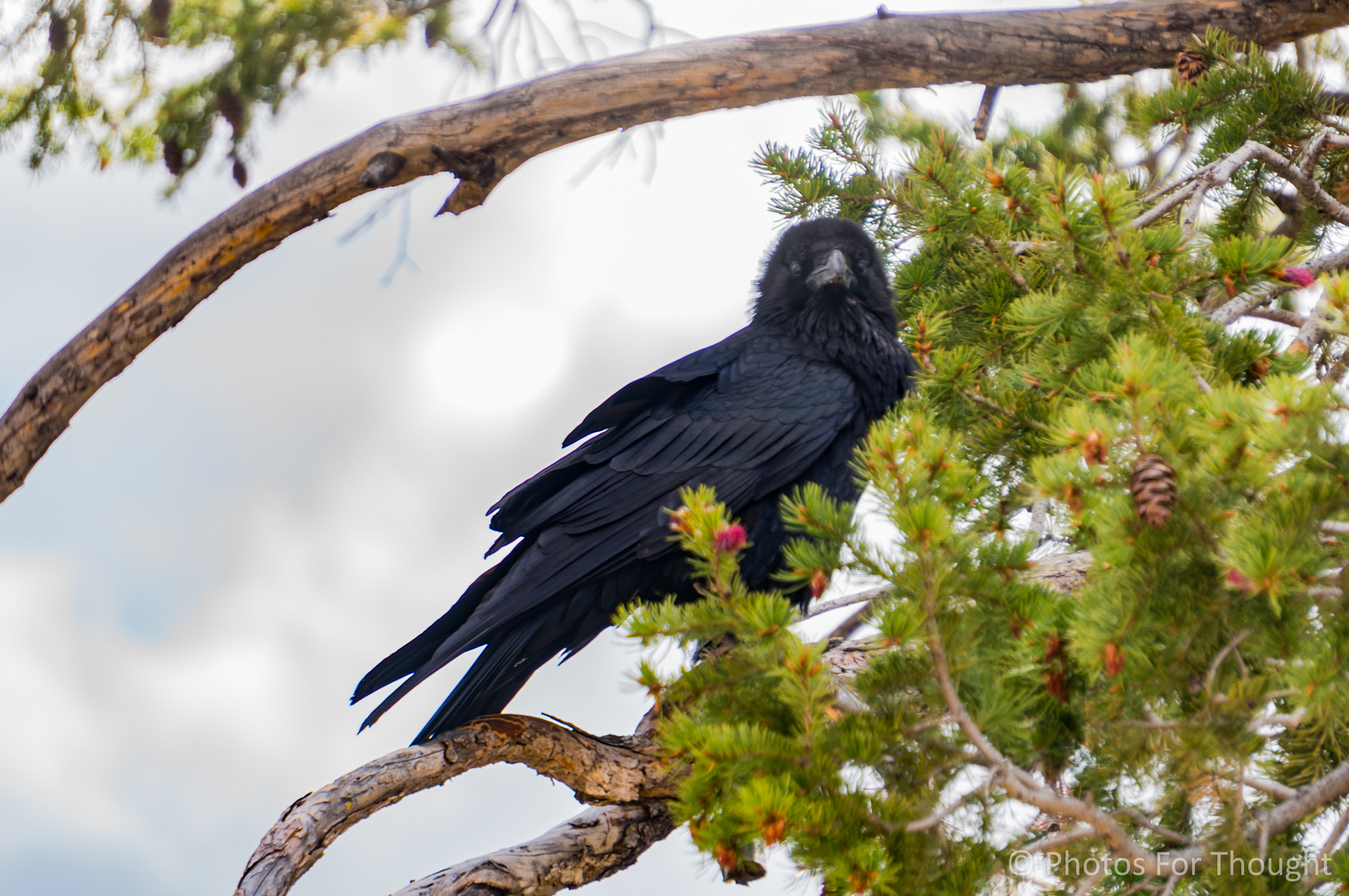 Sony Alpha NEX-5R + Sony E 55-210mm F4.5-6.3 OSS sample photo. "nevermore" photography