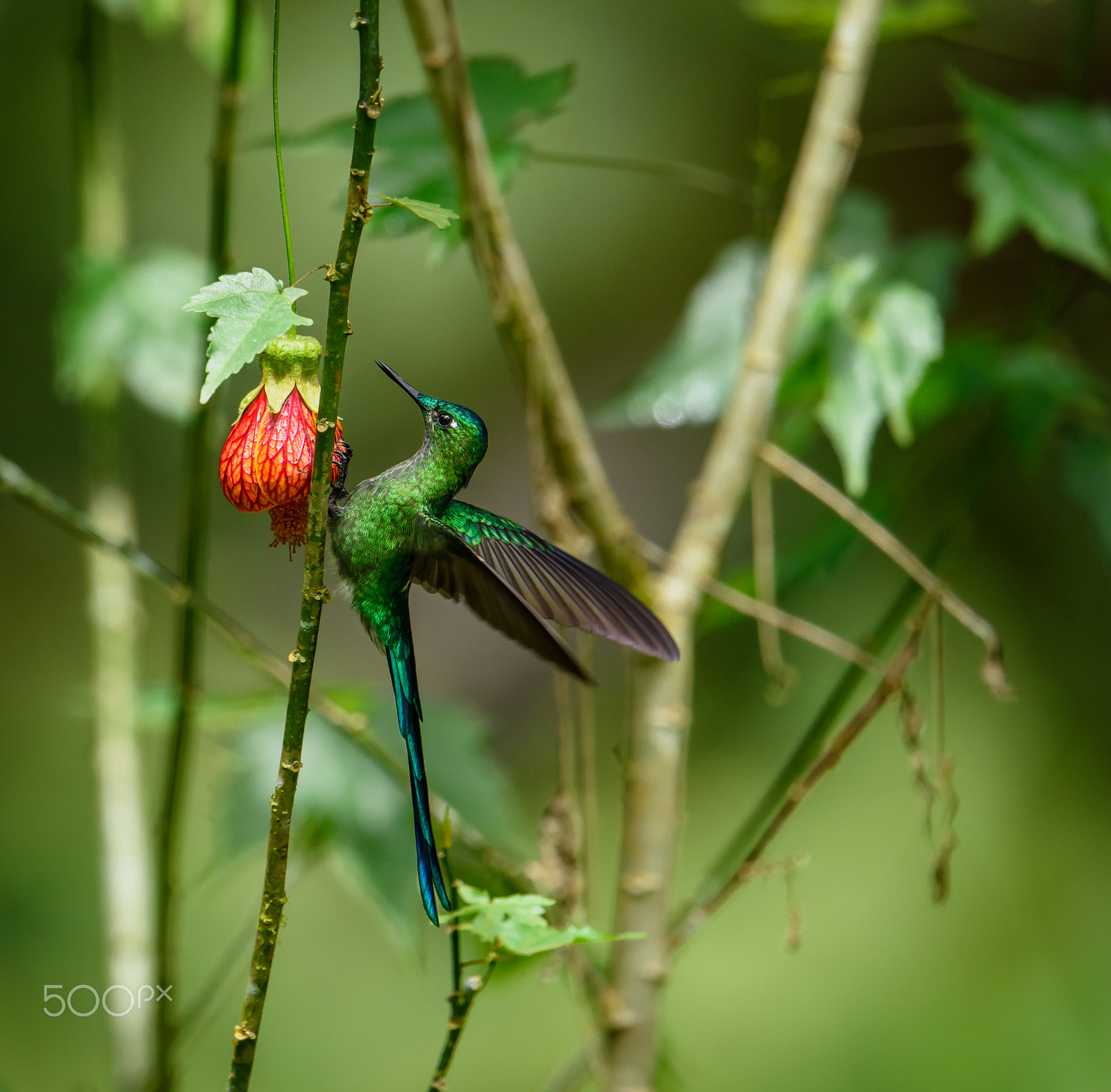 Nikon AF-S Nikkor 500mm F4E FL ED VR sample photo. Long tailed sylph hummingbird - ecuador photography